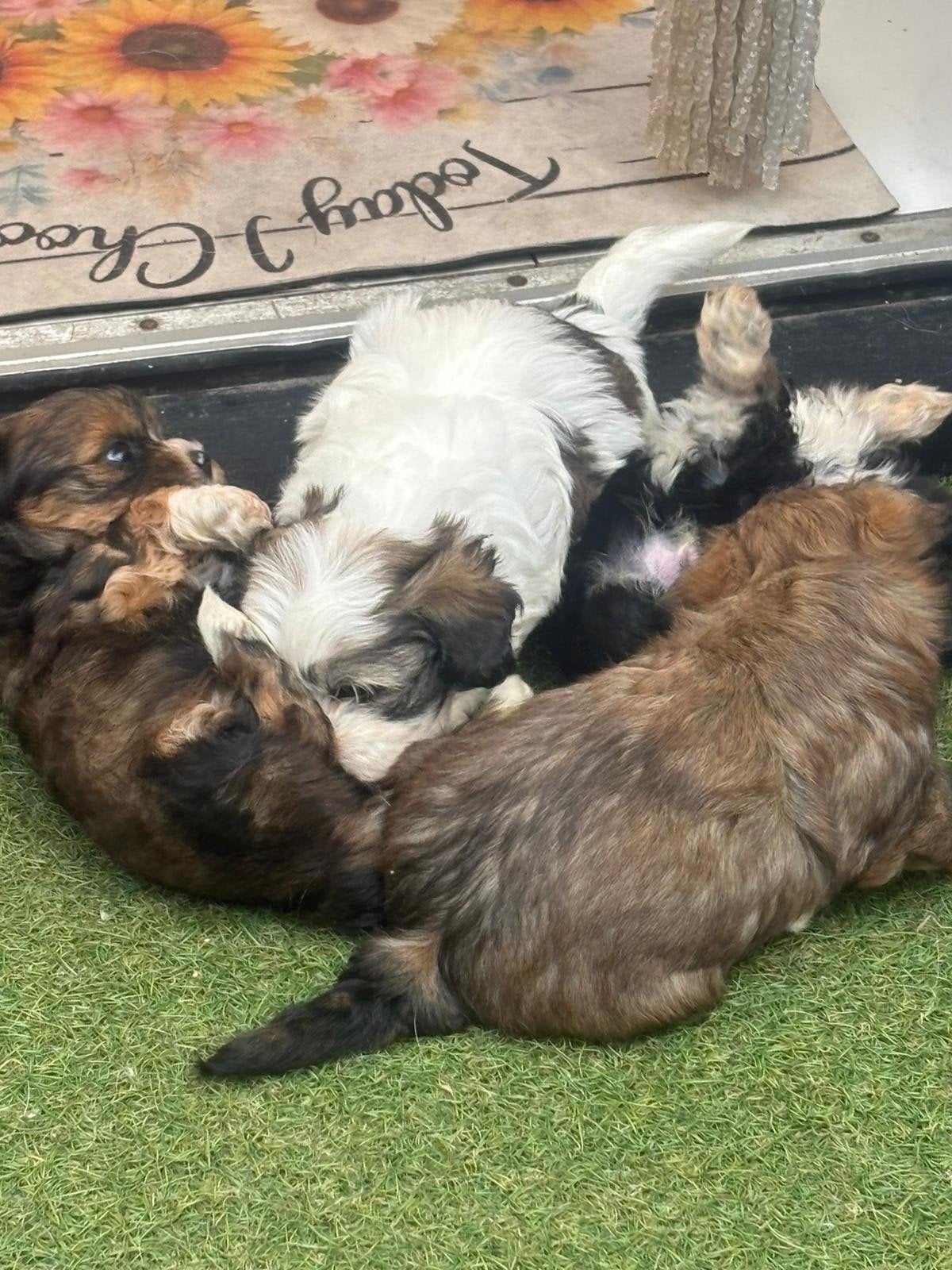 Shih tzu pups, Overige rassen, 8 tot 15 weken, Parvo, Meerdere