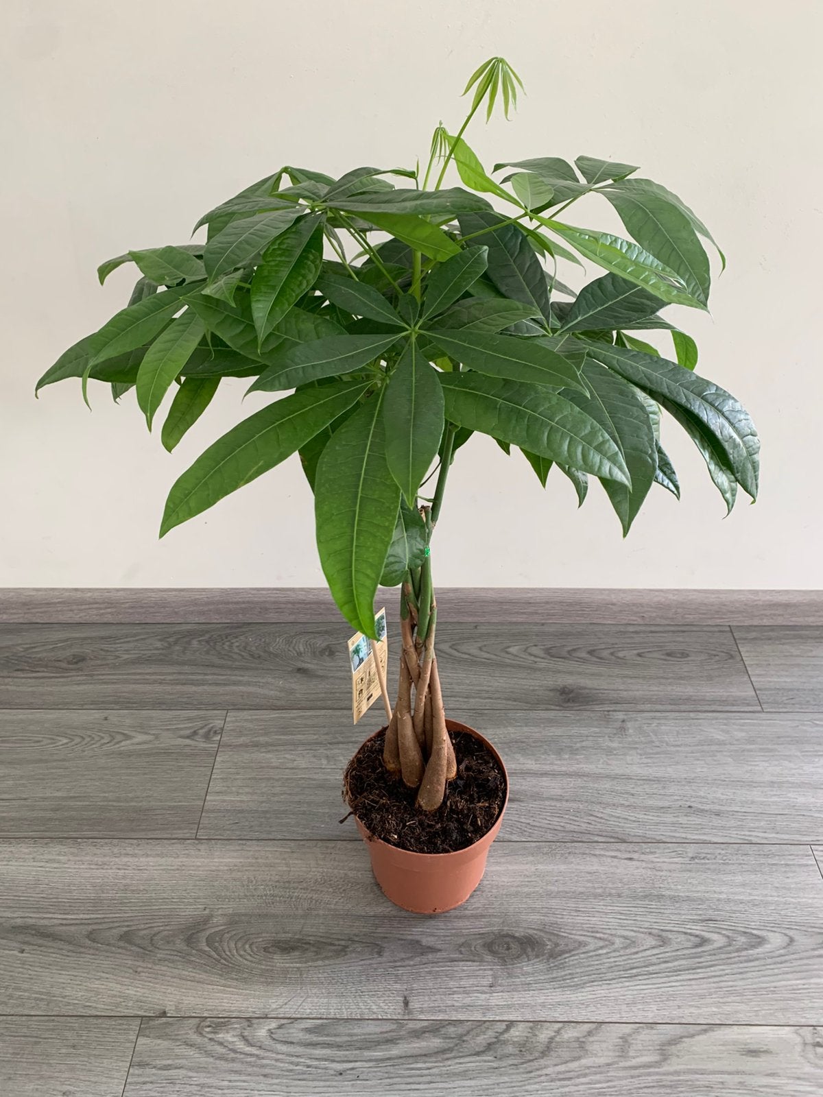Geldboom, Ophalen of Verzenden, Halfschaduw, Minder dan 100 cm