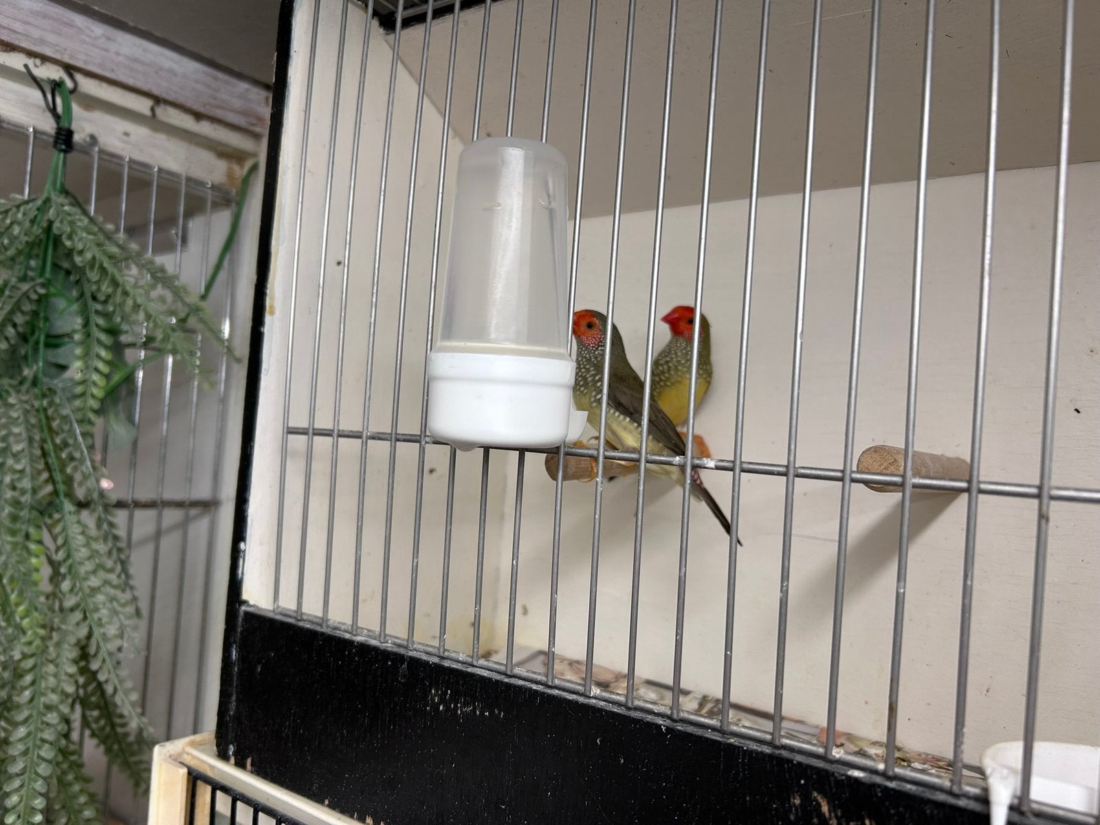 Binsenastrilde, Meerdere dieren, Geringd