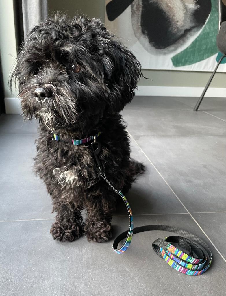 Halsband en/of riem XS hond, Verzenden, Nieuw, Hondenriem-accessoire