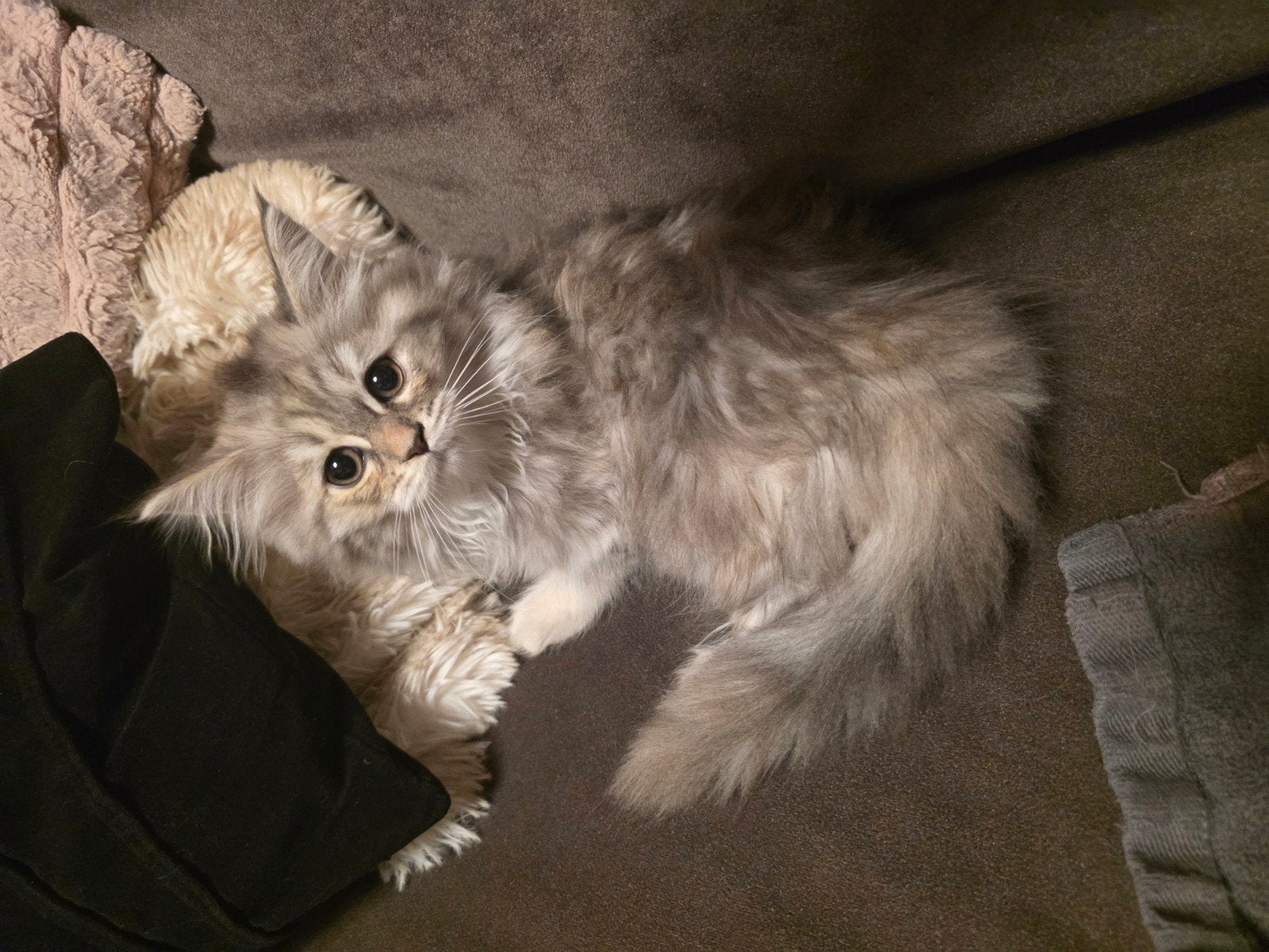 Siberische kat x xl mainecoon poes mag nu verhuizen, Dieren en Toebehoren, Katten en Kittens | Raskatten | Langhaar, Poes, 0 tot 2 jaar