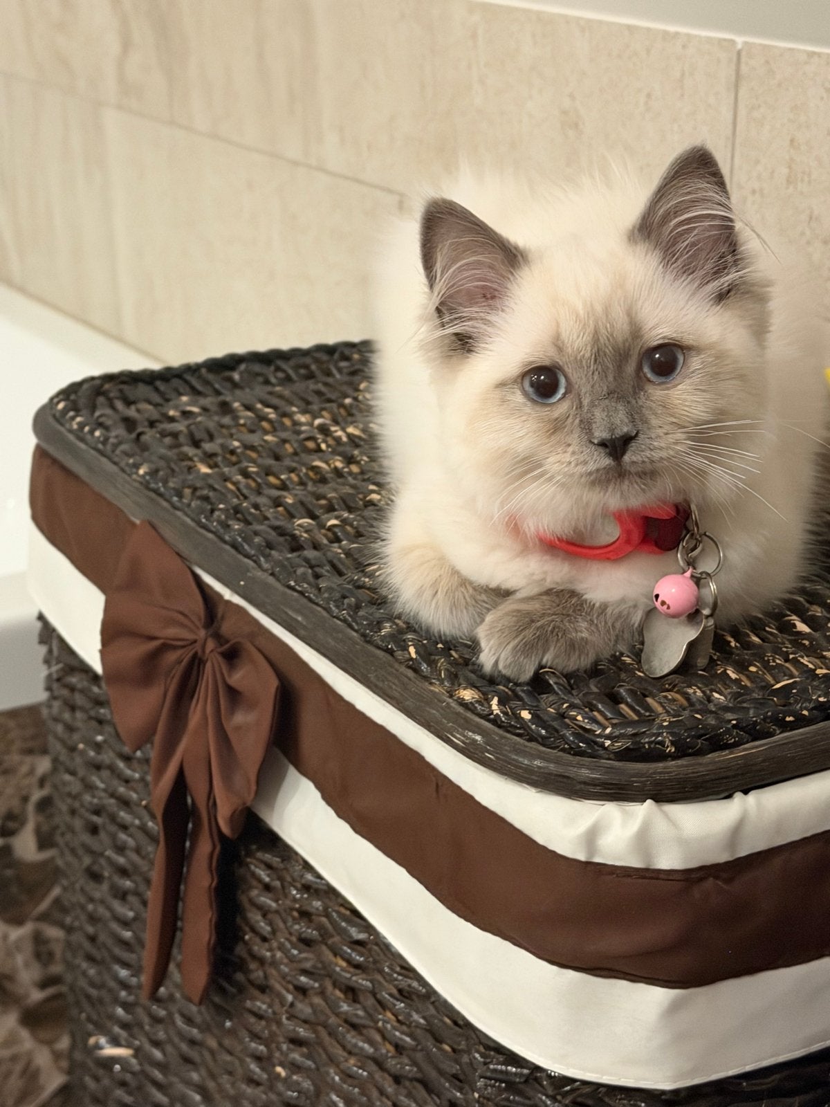 Ragdoll kitten 11weken oud gevacineerd., Poes