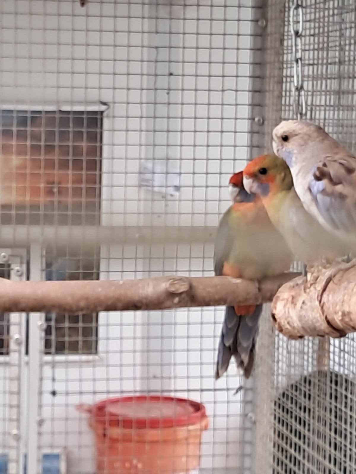 jonge penanten, Dieren en Toebehoren, Meerdere dieren, Dwergpapegaai of Agapornis