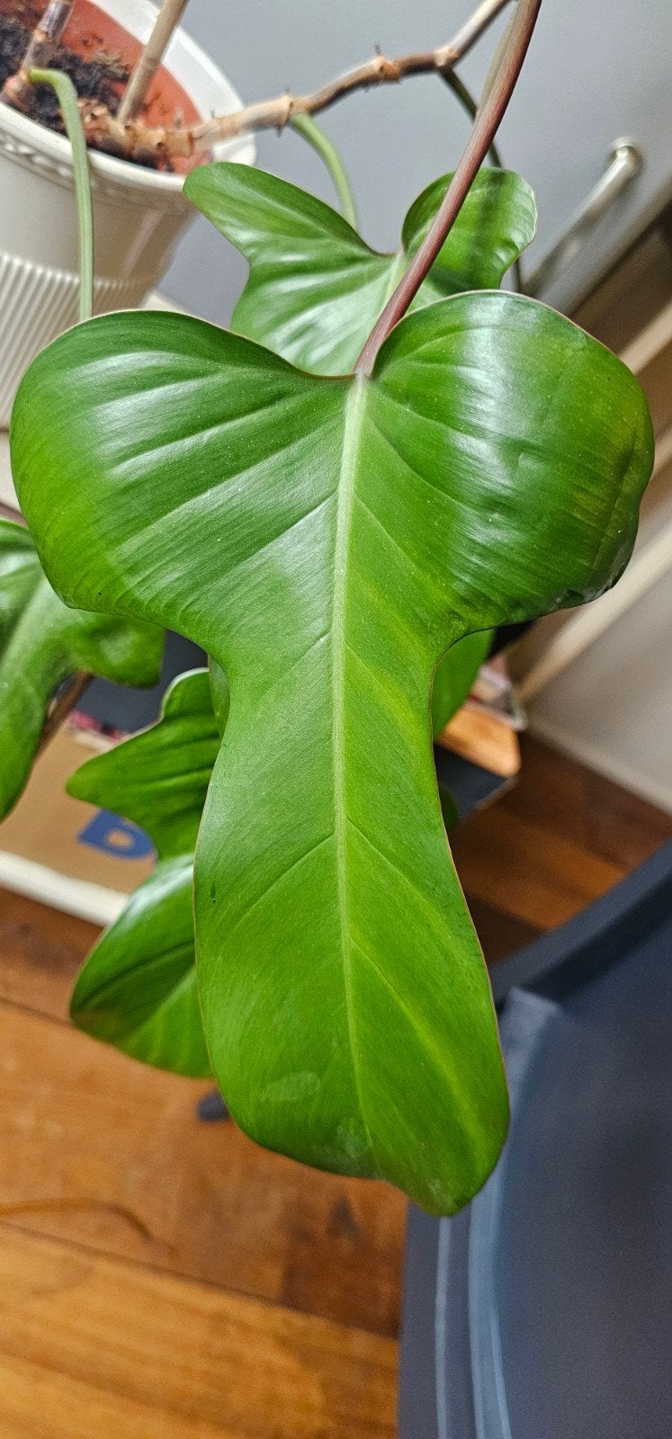 Grote stek Philodendron Bipennifolium, Ophalen of Verzenden, Halfschaduw, Minder dan 100 cm
