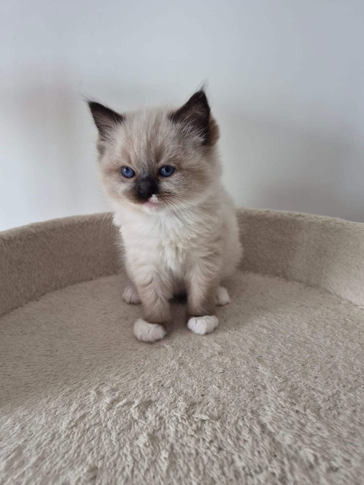 Prachtige Ragdoll kittens, Meerdere dieren, Gechipt