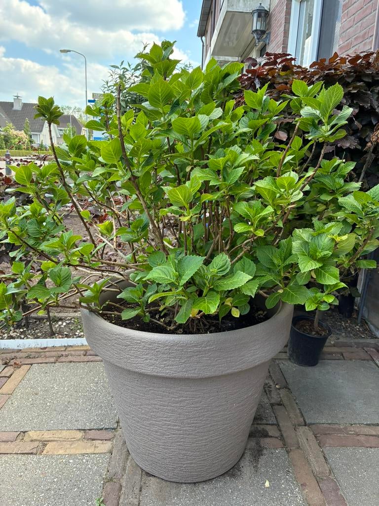 Hortensia, Tuin en Terras, Planten | Tuinplanten, Ophalen of Verzenden, Zomer, Vaste plant, Halfschaduw