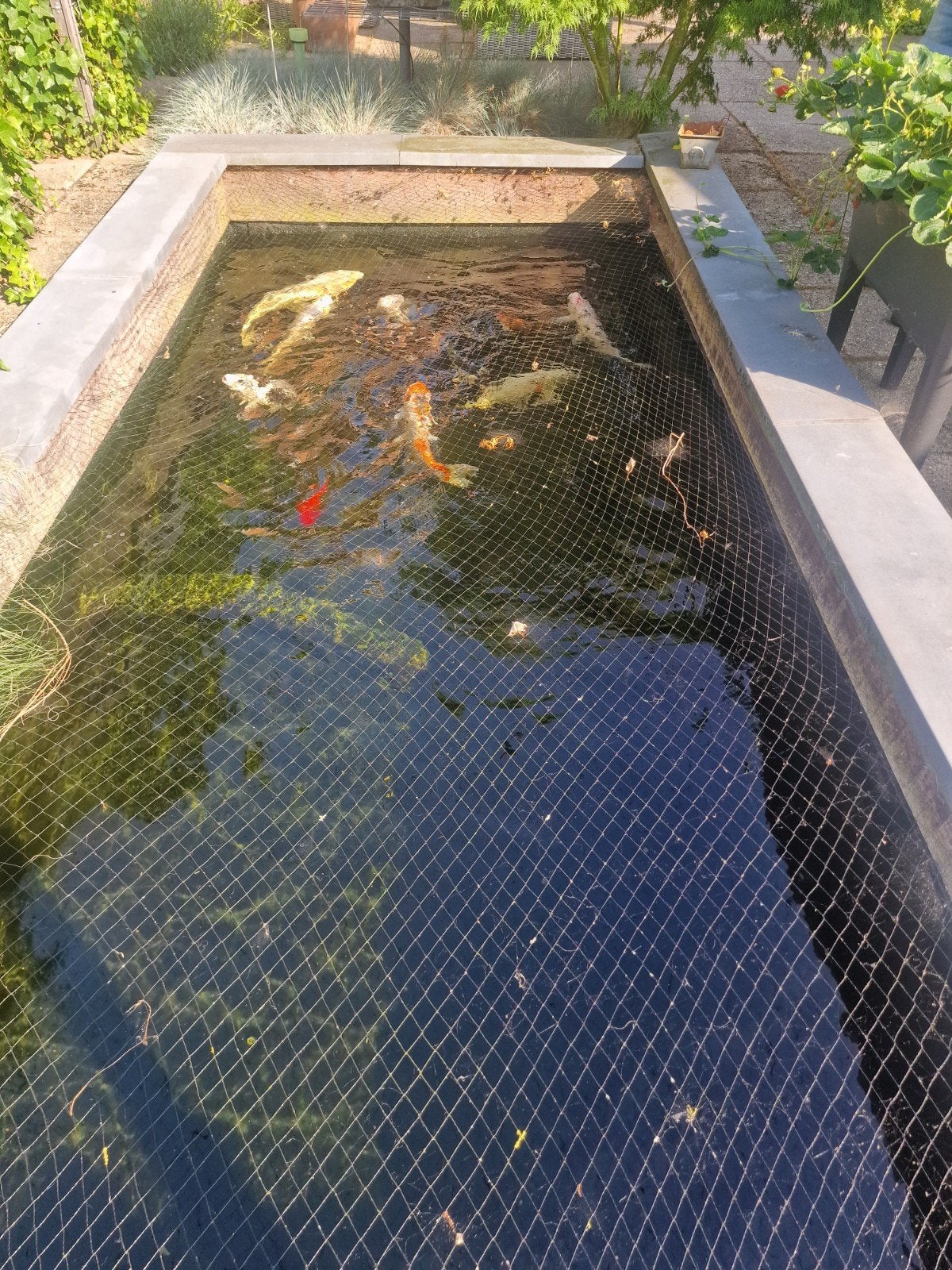 Koi karpers 10 stuks gratis af te halen, Dieren en Toebehoren, Vissen | Vijvervissen, Karper of Koi