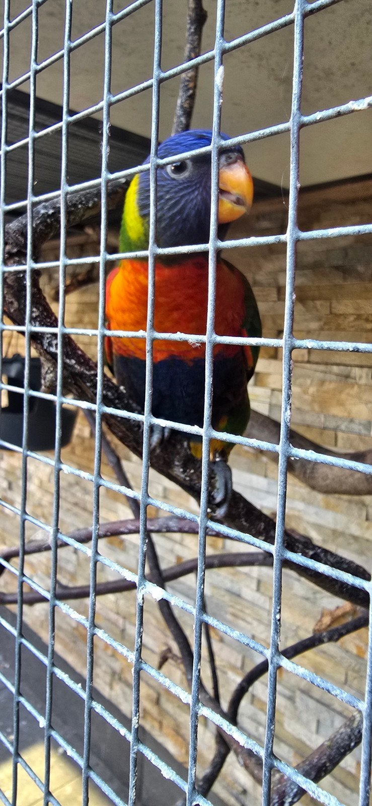 Jonge lory 8 weken, Dieren en Toebehoren, Vogels | Parkieten en Papegaaien, Parkiet