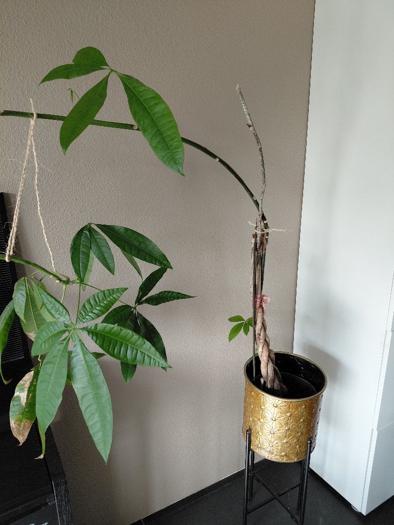 Pachira, geldboom, Ophalen, 100 tot 150 cm, Overige soorten, Halfschaduw