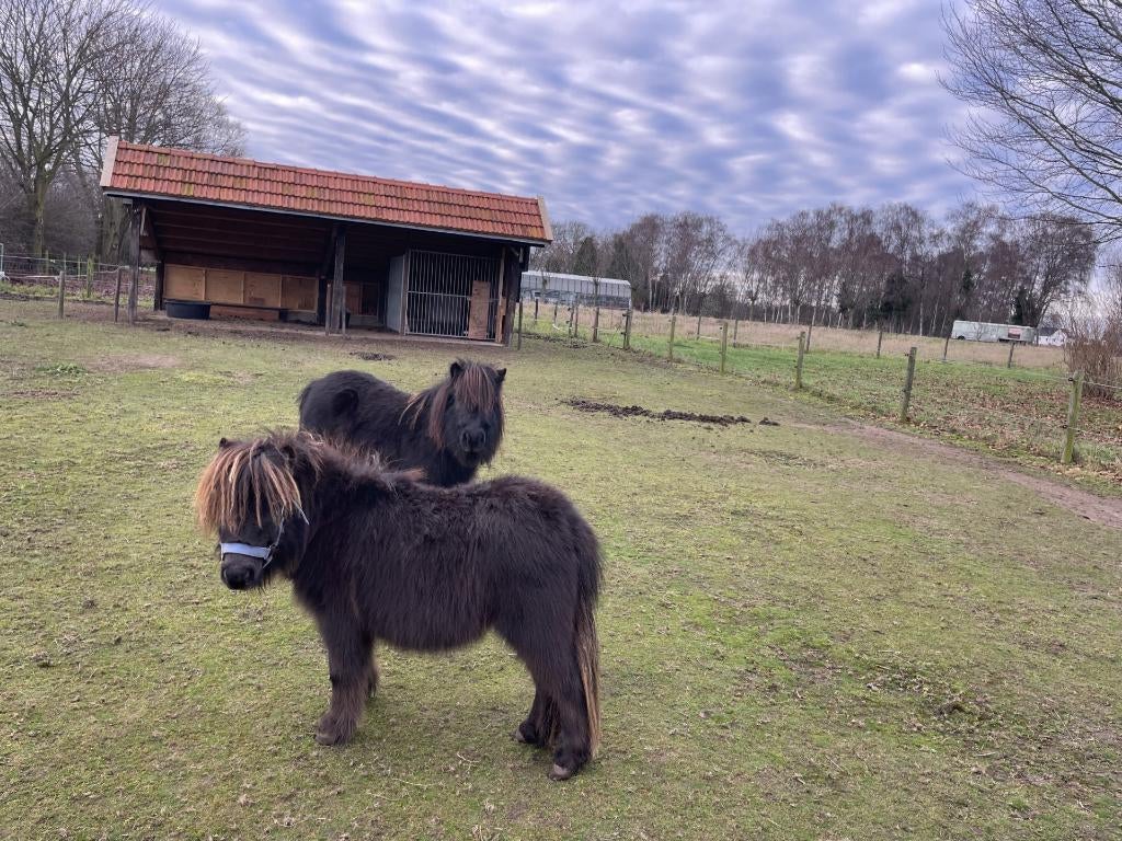 Hengst shetlander, Dieren en Toebehoren, Pony's, 0 tot 2 jaar, Hengst, A pony (tot 1.17m), Ontwormd