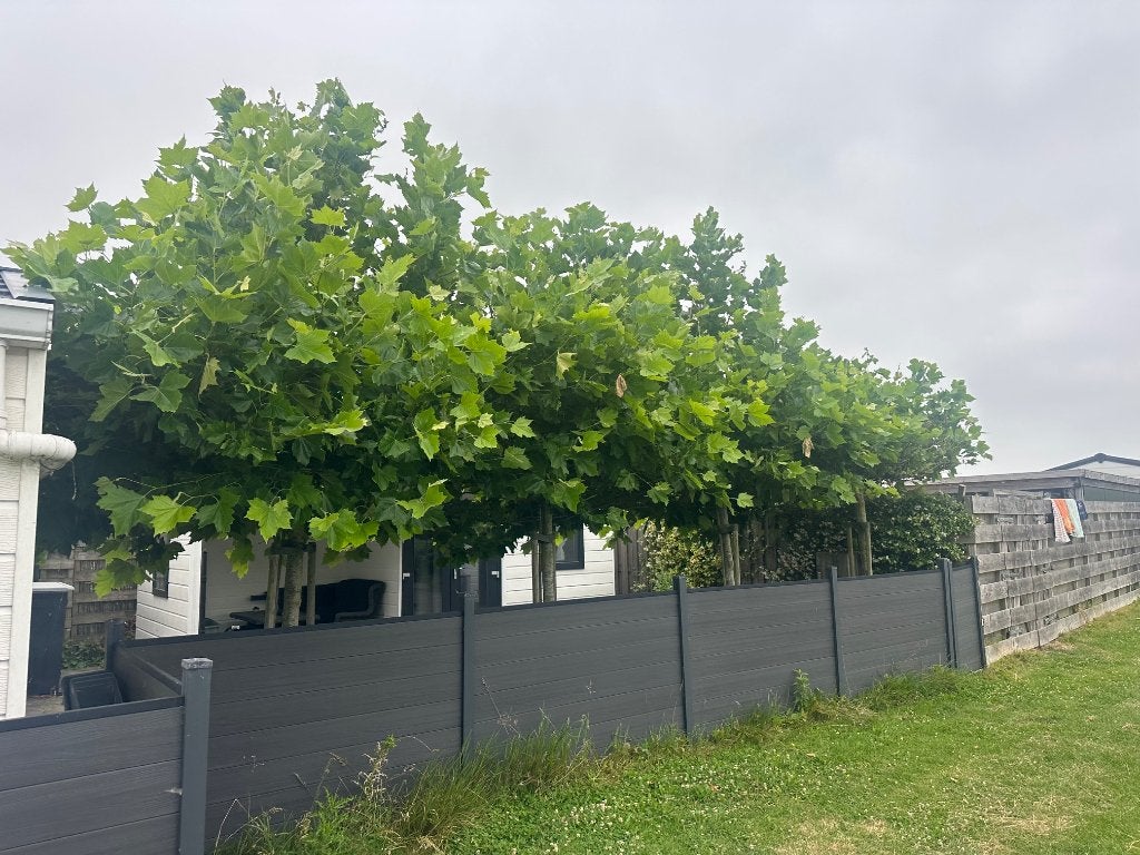 4 stuks dakplatanen (Platanus acerifolia) ophalen, Tuin en Terras, Bloeit niet, Overige soorten, 250 tot 400 cm, Ophalen