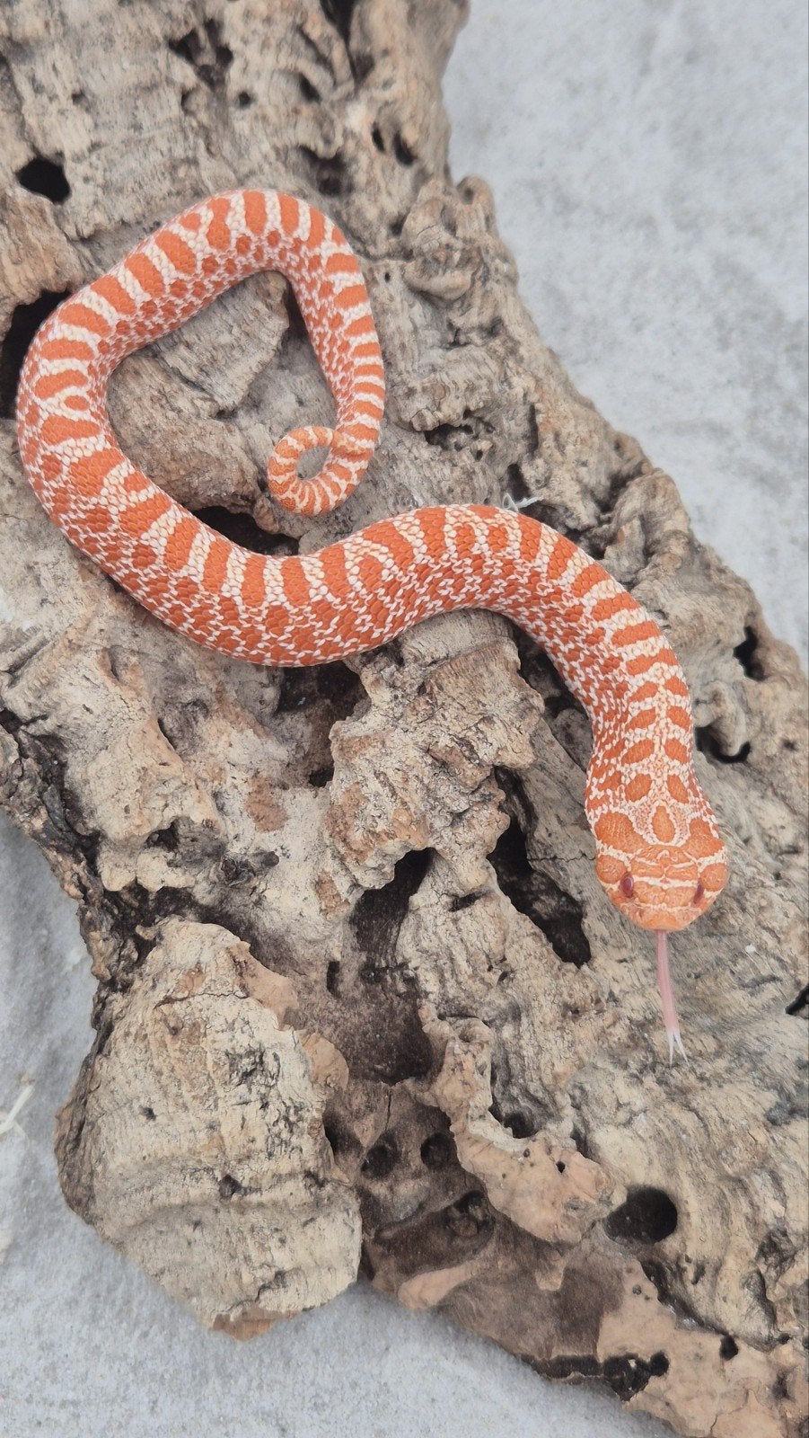 Exred albino haakneusslang Hognose Snake photo 2