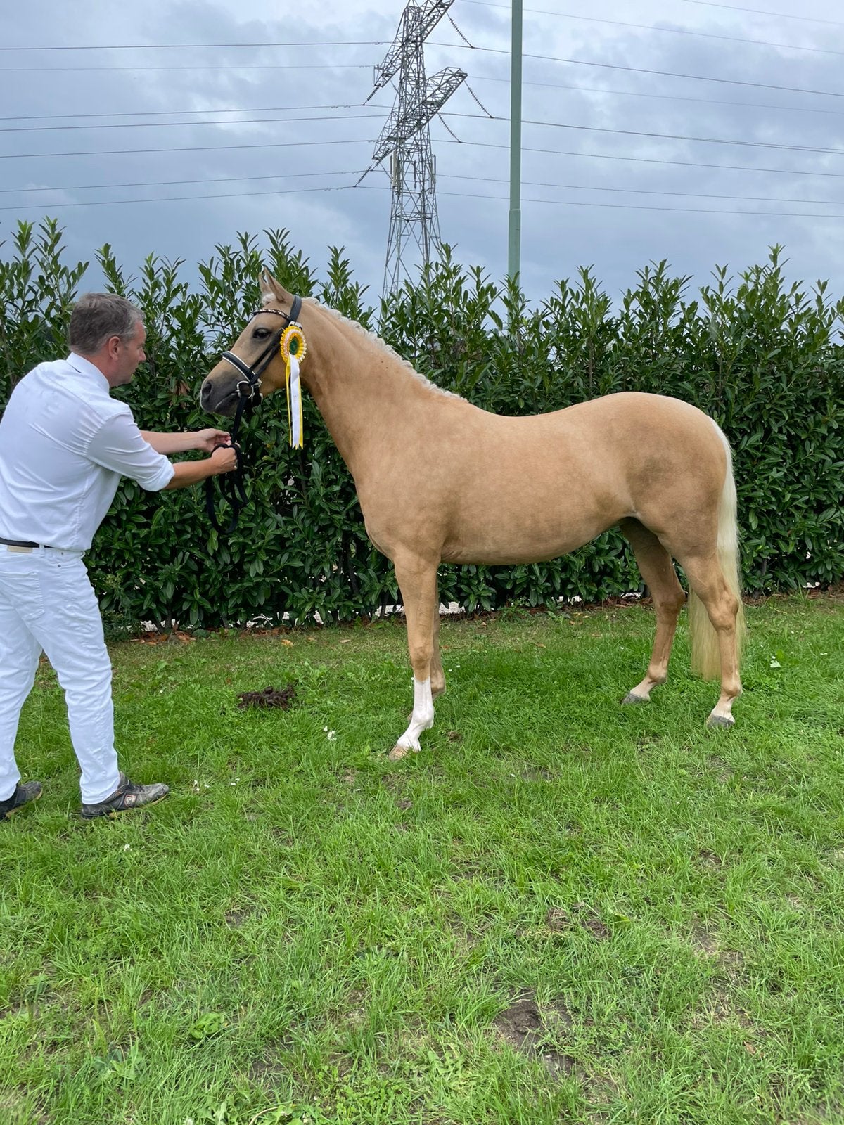 Knappe, talentvolle en brave 3,5 jr. palomino d-pony merrie, Merrie, Dressuurpony, 3 tot 6 jaar, D pony (1.37m tot 1.48m)