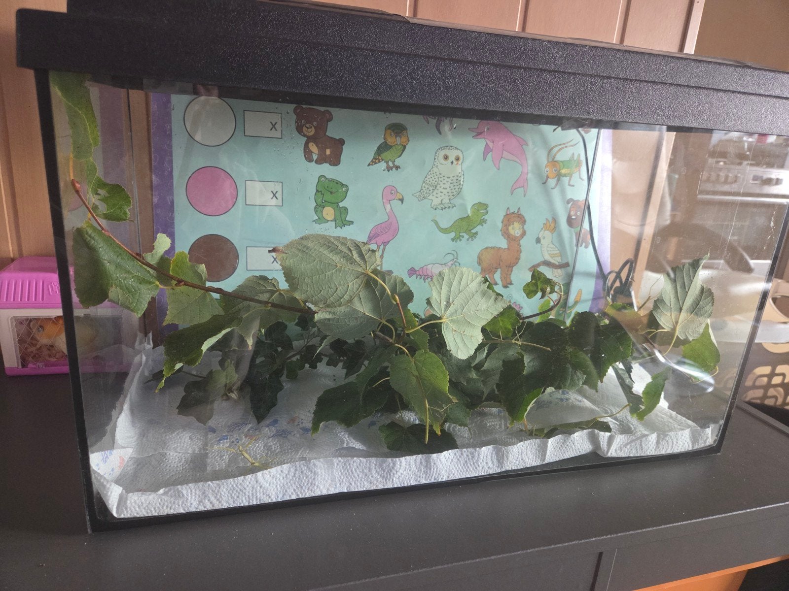 aquarium met 11 wandelende takken, Dieren en Toebehoren, Wandelende tak