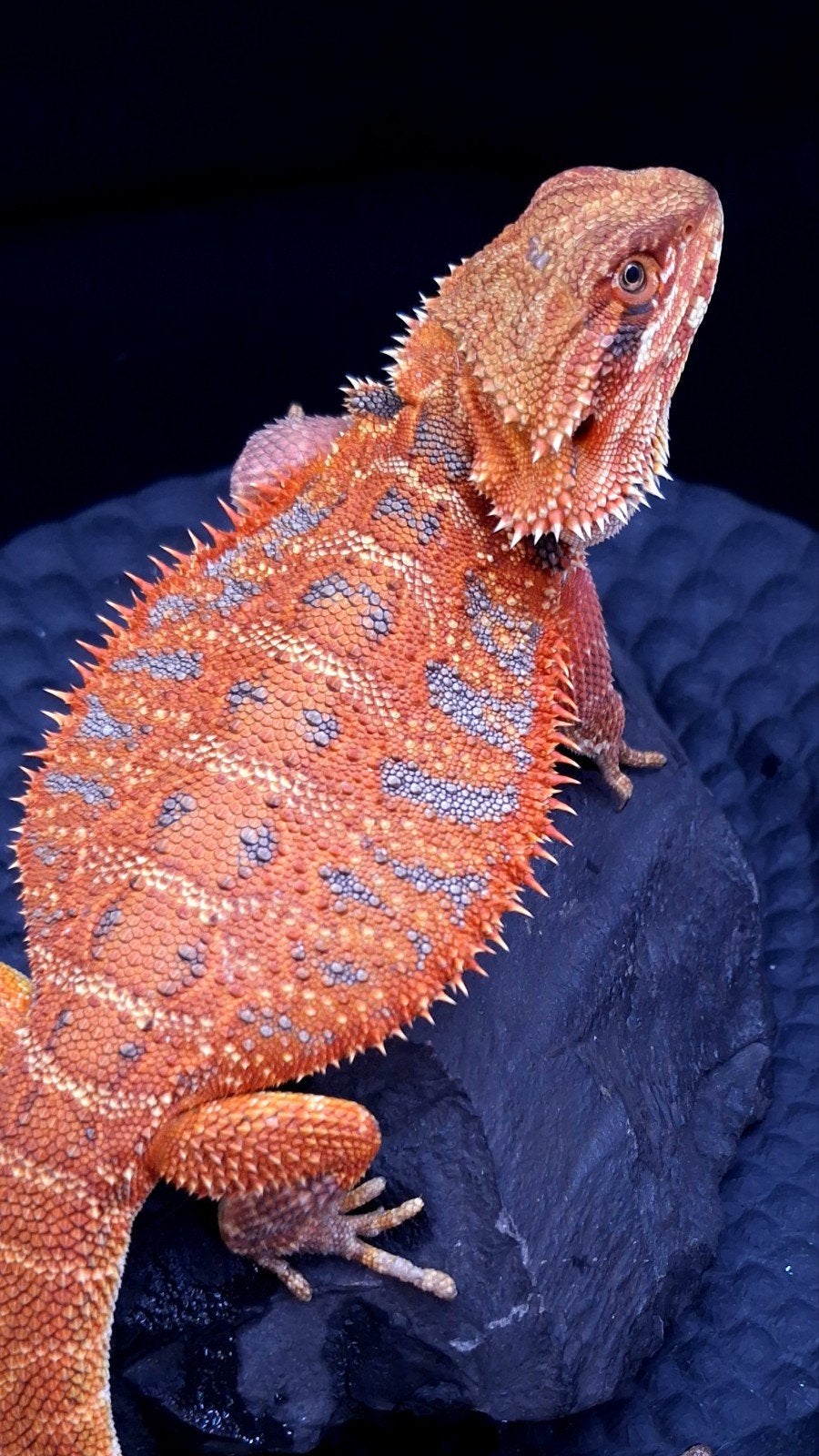 50% Red Monster Extreme Blue Tiger Baardagaam Vrouw, Dieren en Toebehoren, Hagedis, 0 tot 2 jaar