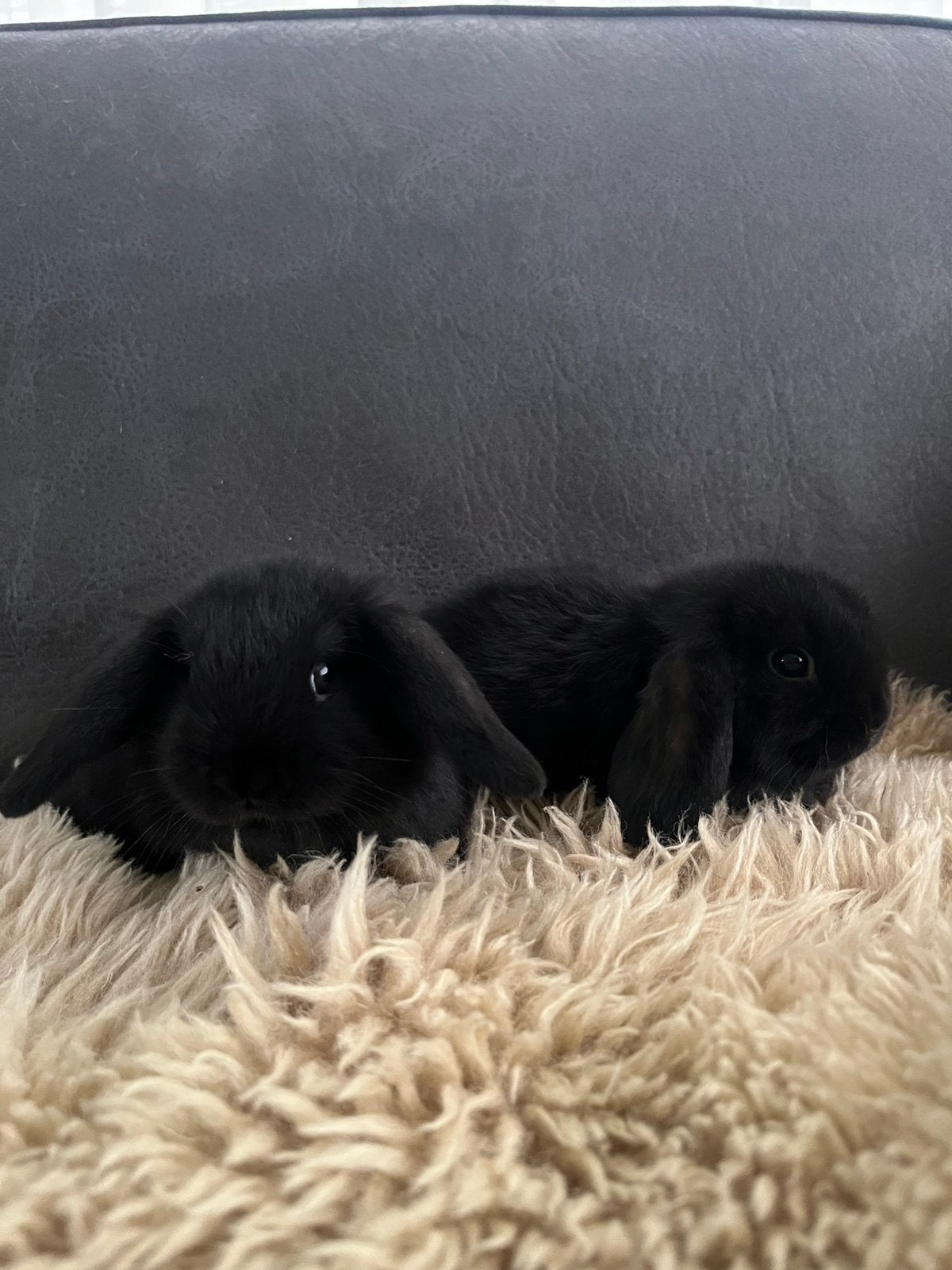 2 minilop x NHD voedstertjes, Dieren en Toebehoren, Vrouwelijk, Dwerg, Hangoor, 0 tot 2 jaar