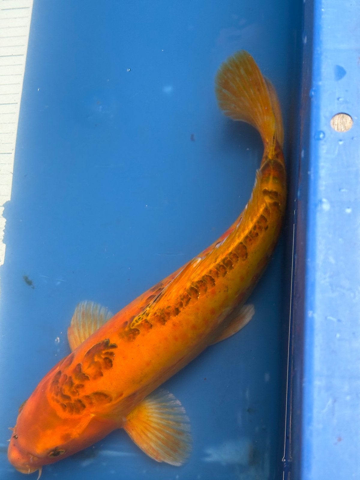 35 cm, Karper of Koi