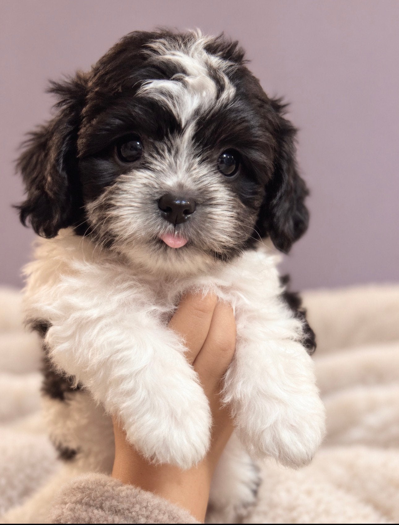 Maltipoo Pups, Overige rassen, 8 tot 15 weken, Meerdere, Meerdere dieren