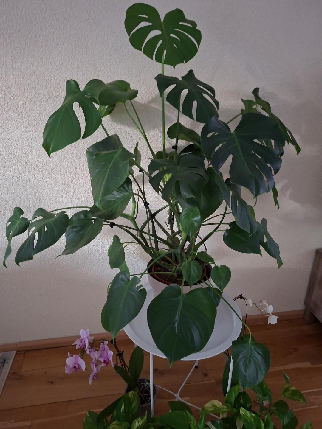 monstera mooie  gezond planten, Groene kamerplant, Ophalen, Halfschaduw, 100 tot 150 cm