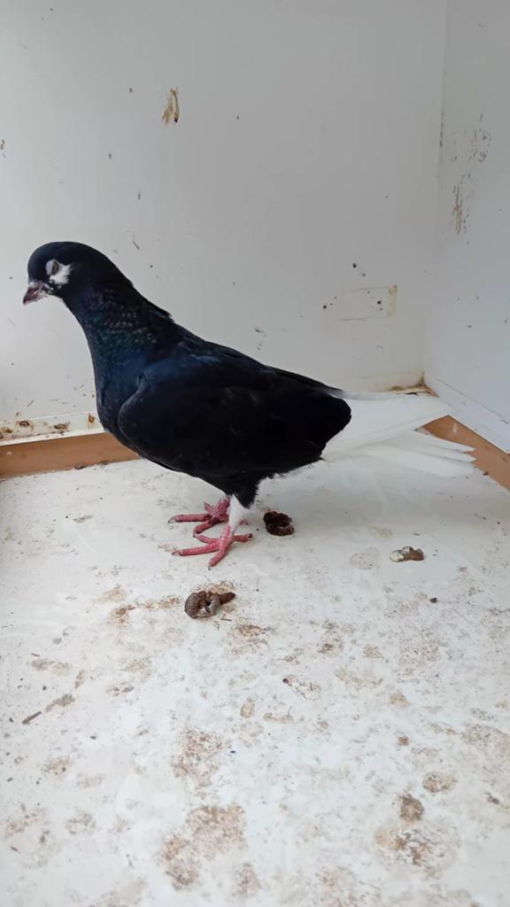 Amsterdamse baardtuimelaar  zwart, Dieren en Toebehoren, Geslacht onbekend, Tuimelaar of Roller