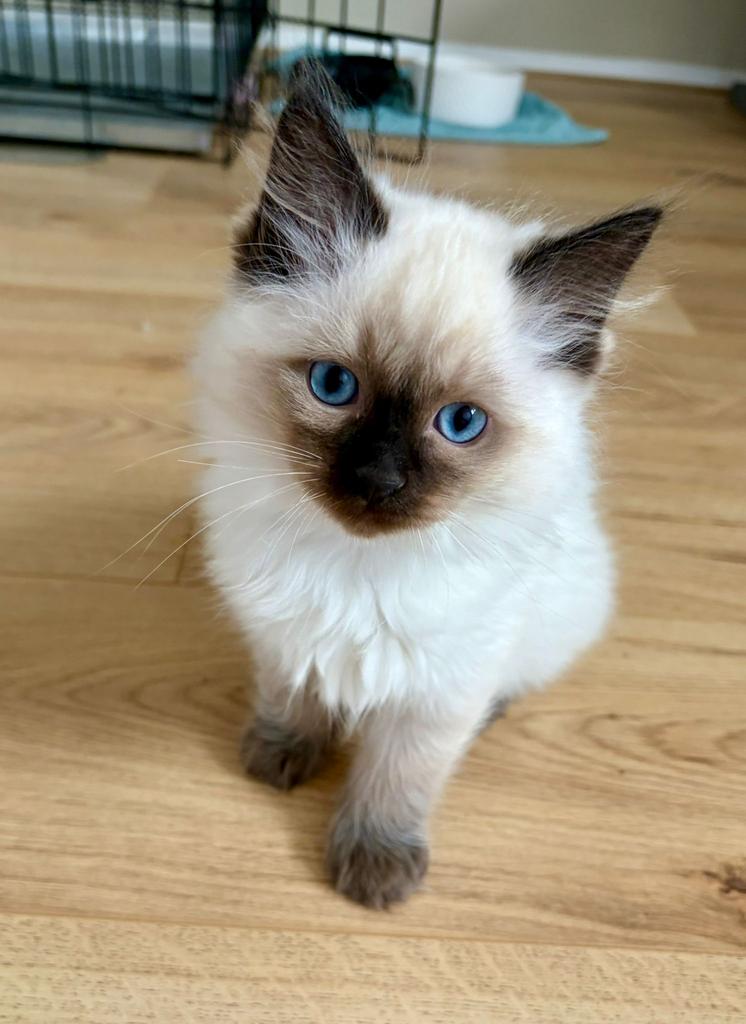 Lieve Ragdoll kittens met stamboom, Dieren en Toebehoren, Katten en Kittens | Raskatten | Langhaar, Meerdere dieren, 0 tot 2 jaar