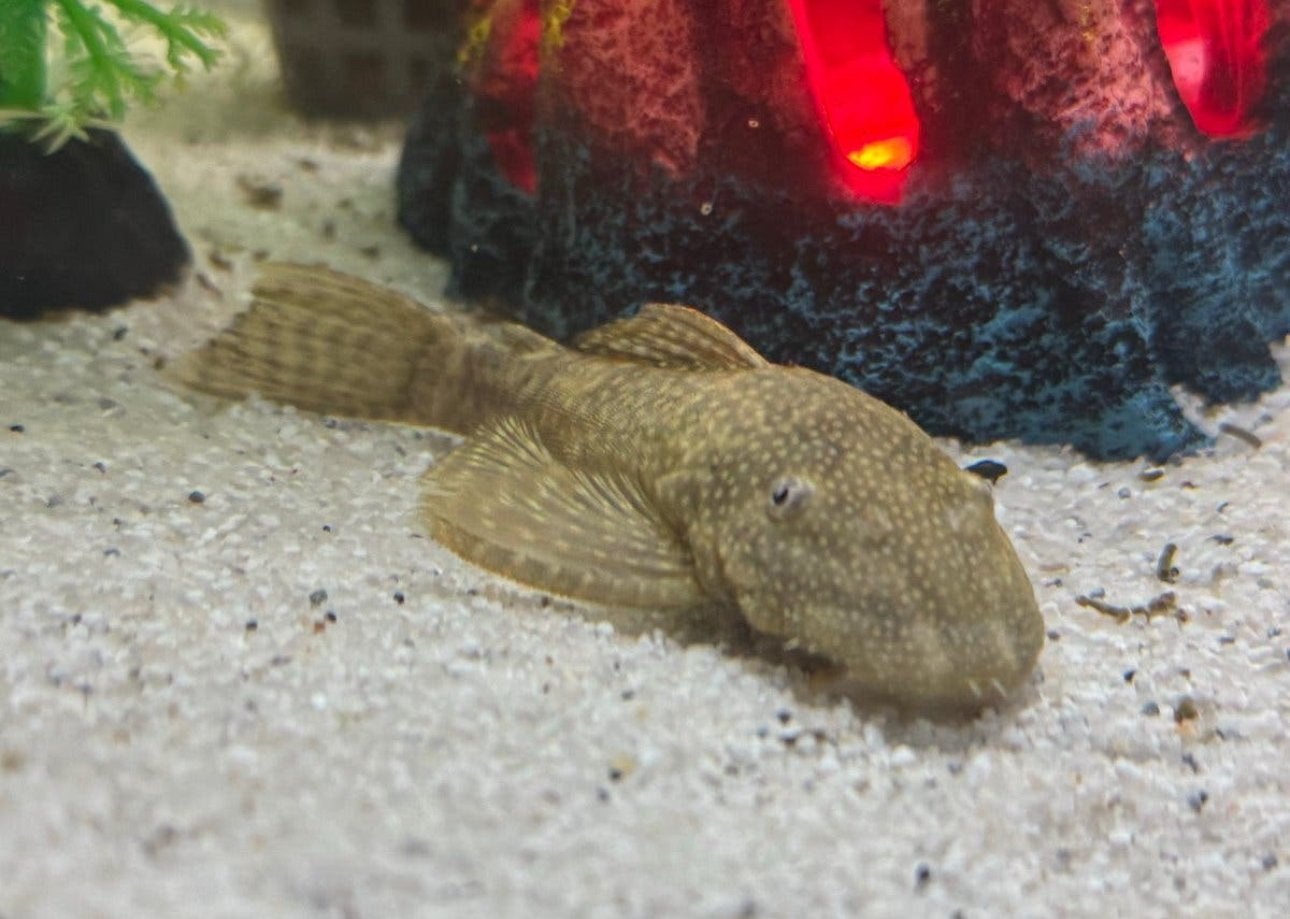 baby algenetertjes, Vis