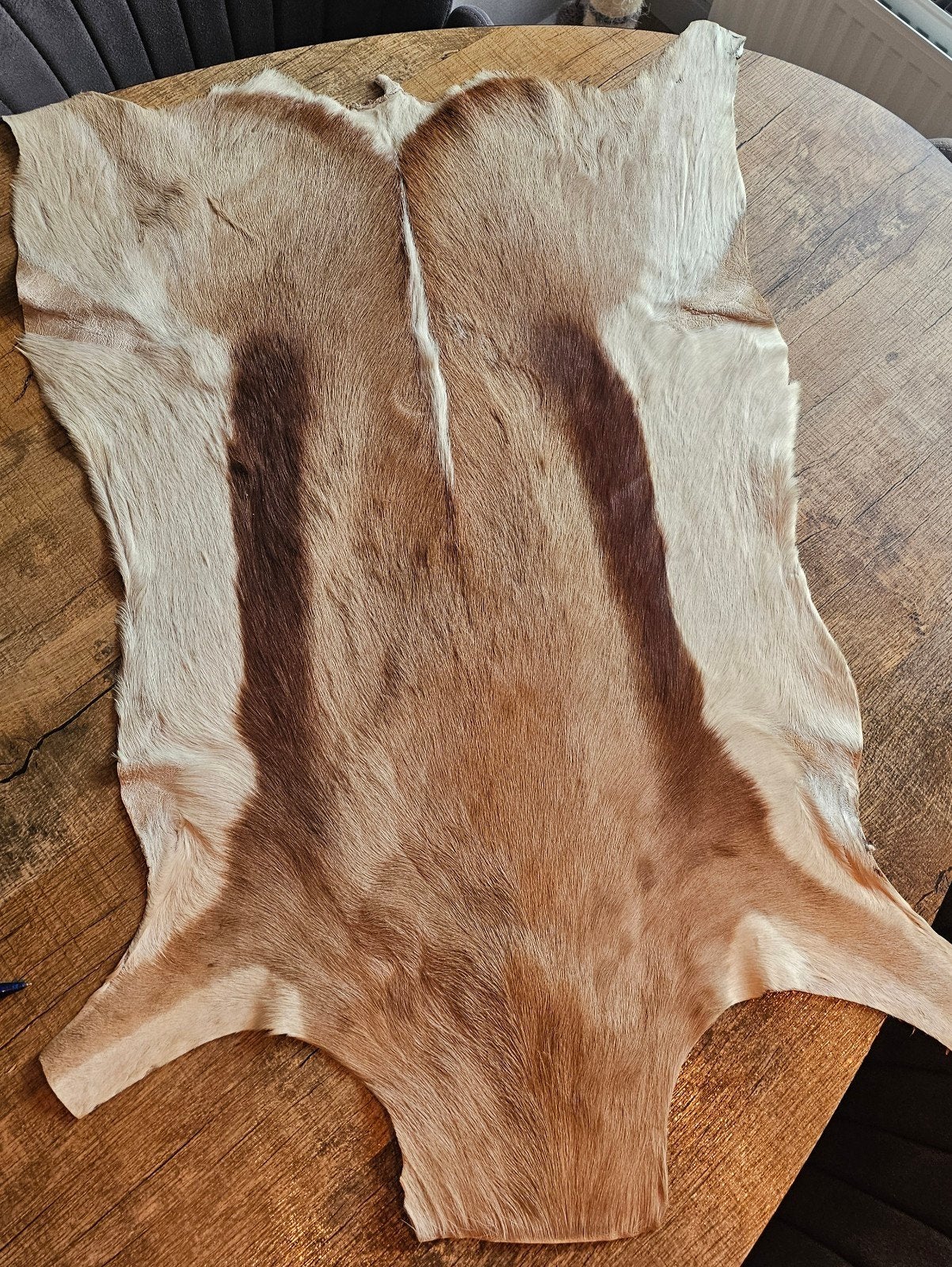 Prachtige springbok huid - decoratief en uniek, Ophalen