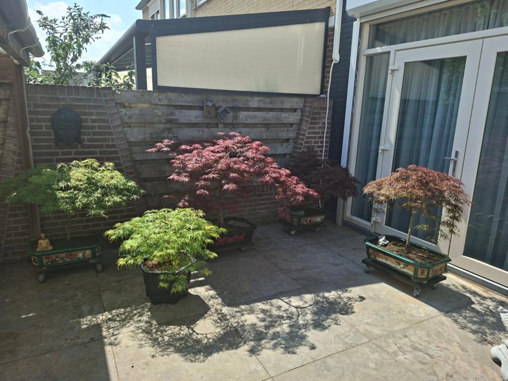 5 hele mooie esdoorn ,acer bonsai bomen, Halfschaduw, Overige soorten, 100 tot 250 cm, Ophalen
