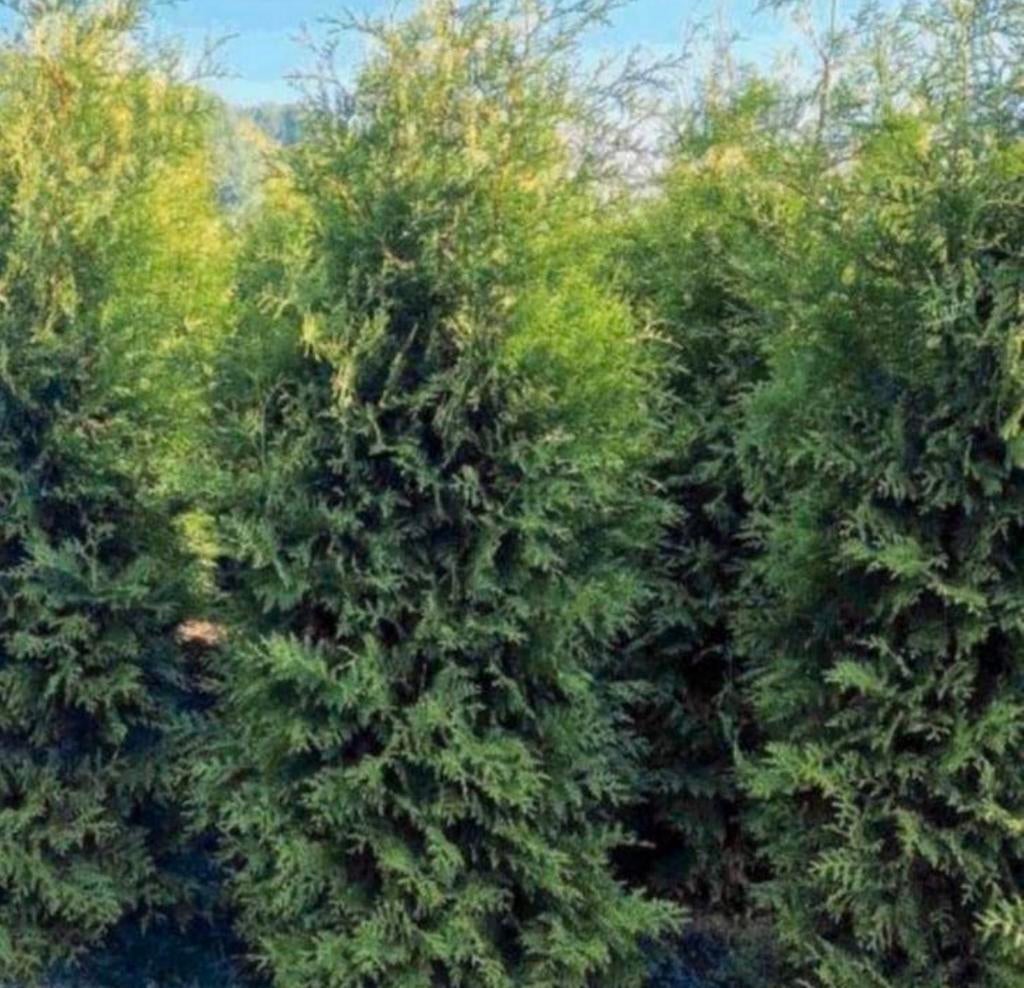 Coniferen Thuja Brabant, Tuin en Terras, Planten | Struiken en Hagen, Ophalen of Verzenden, Conifeer, 100 tot 250 cm