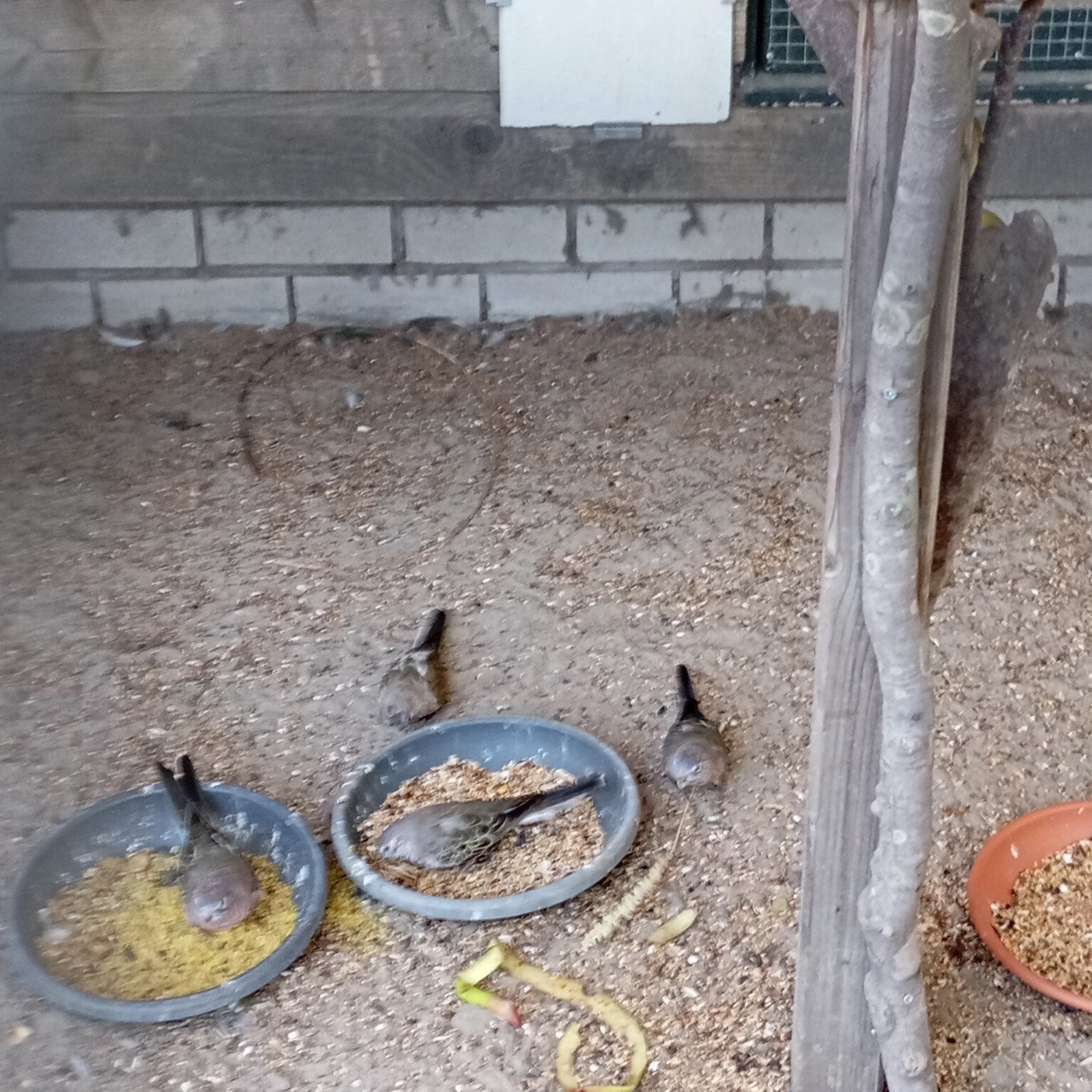 4 bourkes parkieten, Dieren en Toebehoren, Geslacht onbekend, Parkiet, Geringd