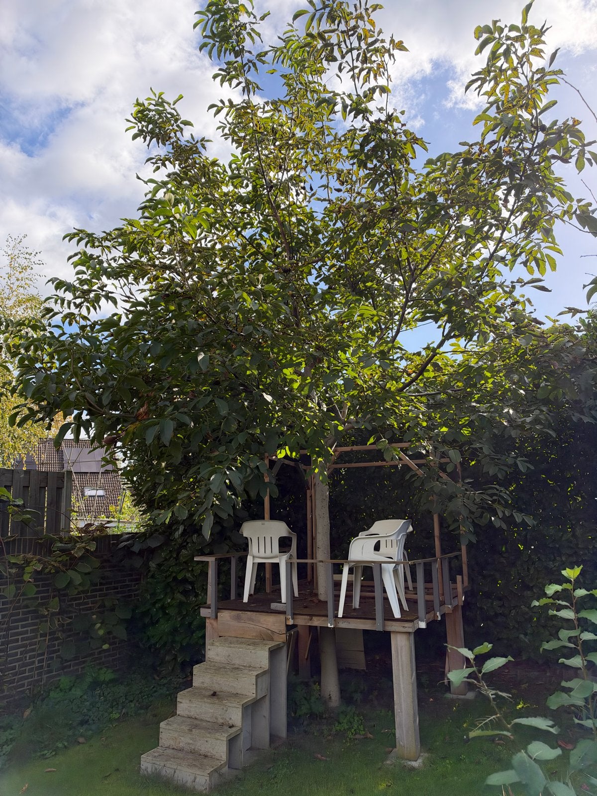 Grote Walnootboom Juglans regia, Tuin en Terras, Overige soorten, Lente, 400 cm of meer, Ophalen