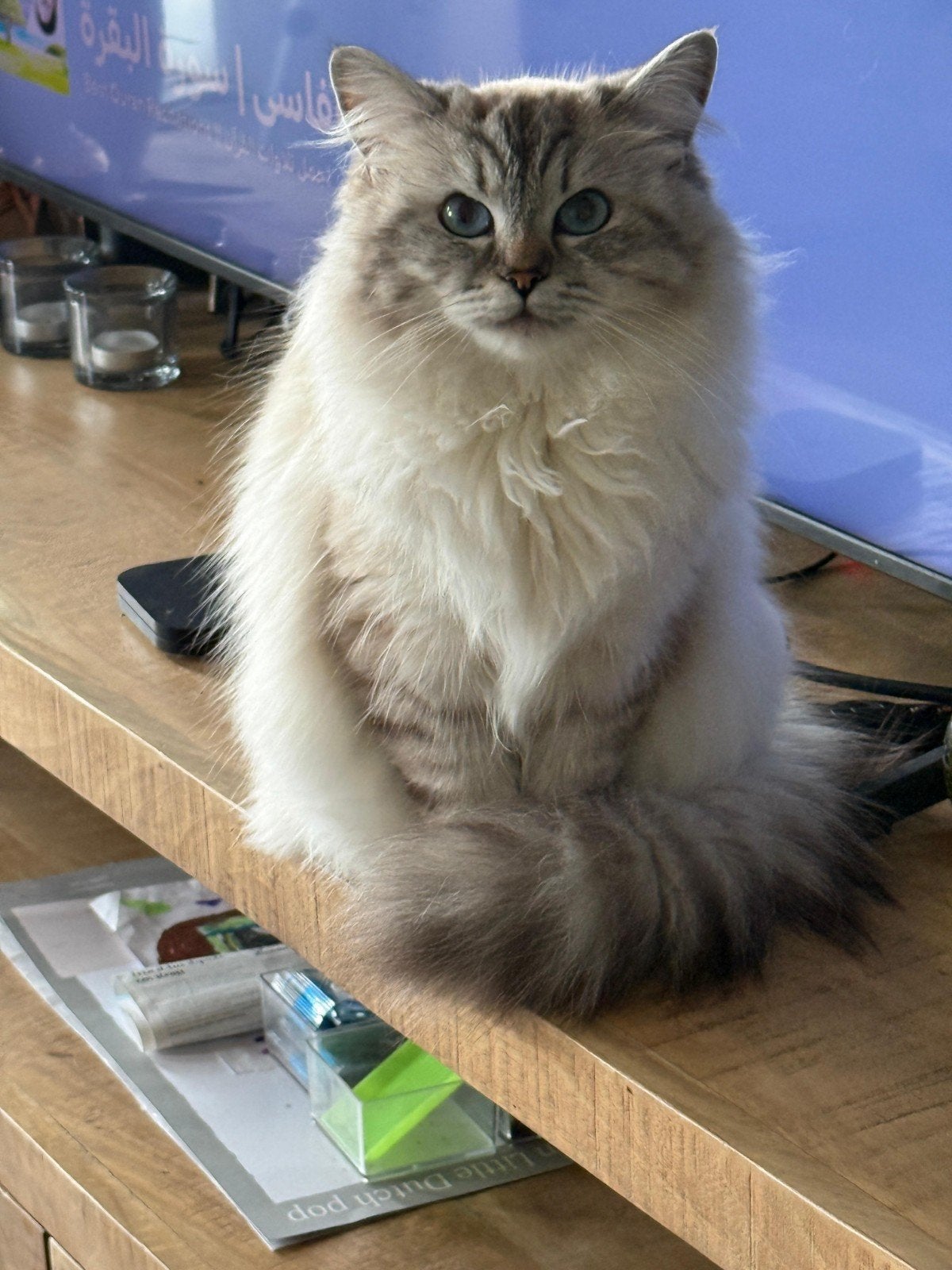 prachtige Ragdoll poes 3 jaar oud, Poes, Gechipt, 3 tot 5 jaar