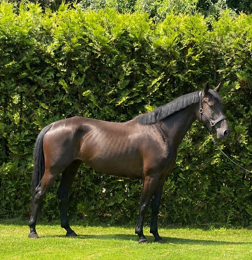 Mega knappe merrie’s, Dieren en Toebehoren, Paarden, Merrie, Met stamboom, Dressuurpaard, 3 tot 6 jaar
