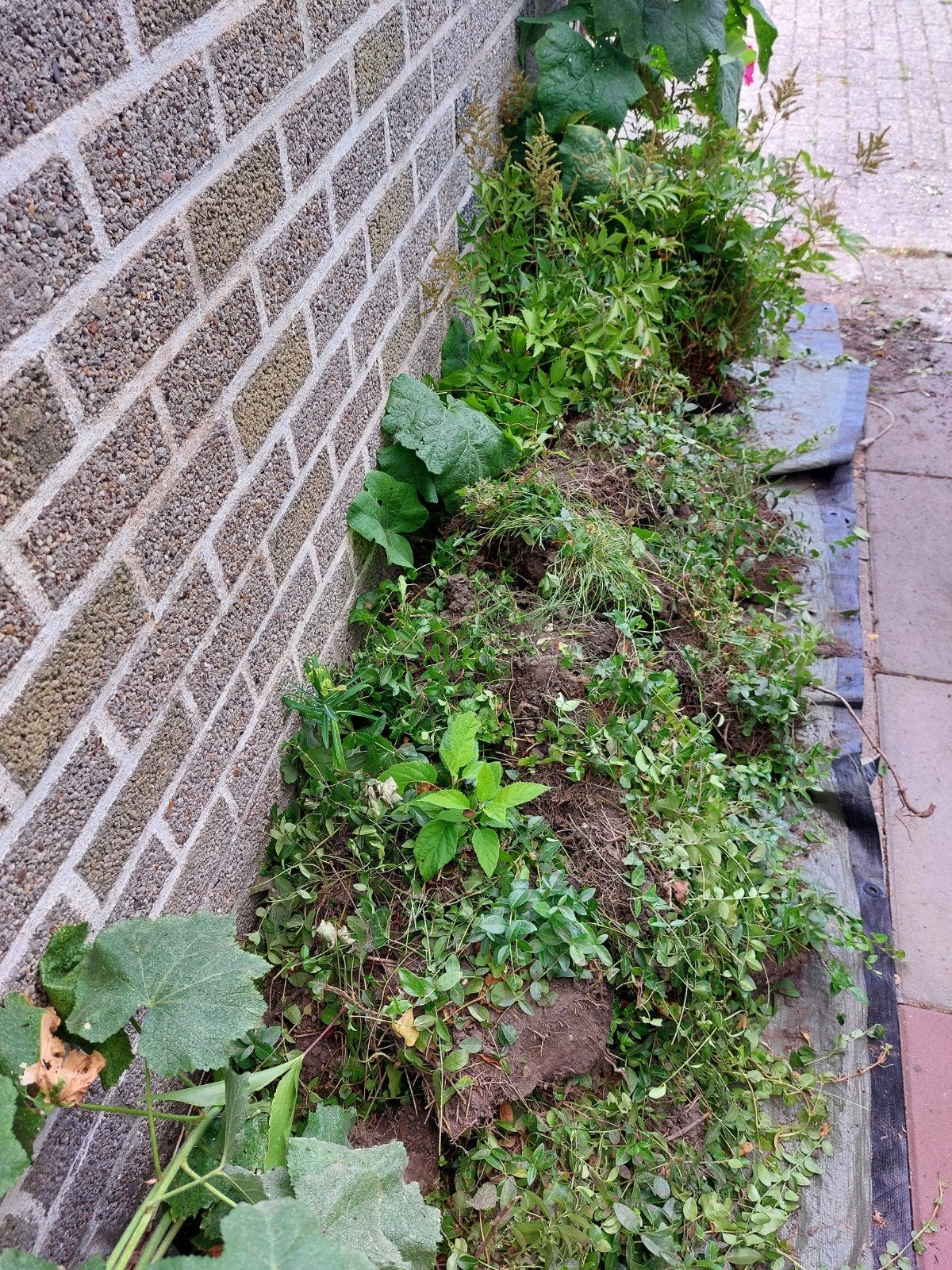 Vaste planten, Ophalen, Overige soorten, Minder dan 100 cm