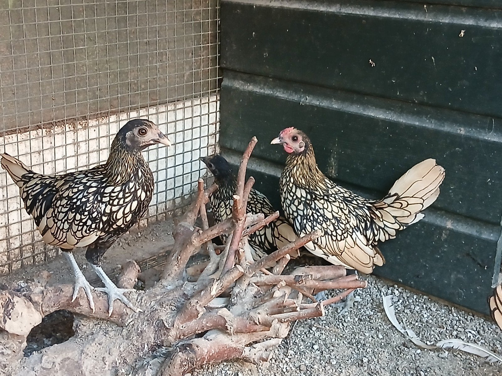 Jonge sebright citroen kipjes en haantjes,trio's, Dieren en Toebehoren, Vogels | Overige Vogels, Meerdere dieren