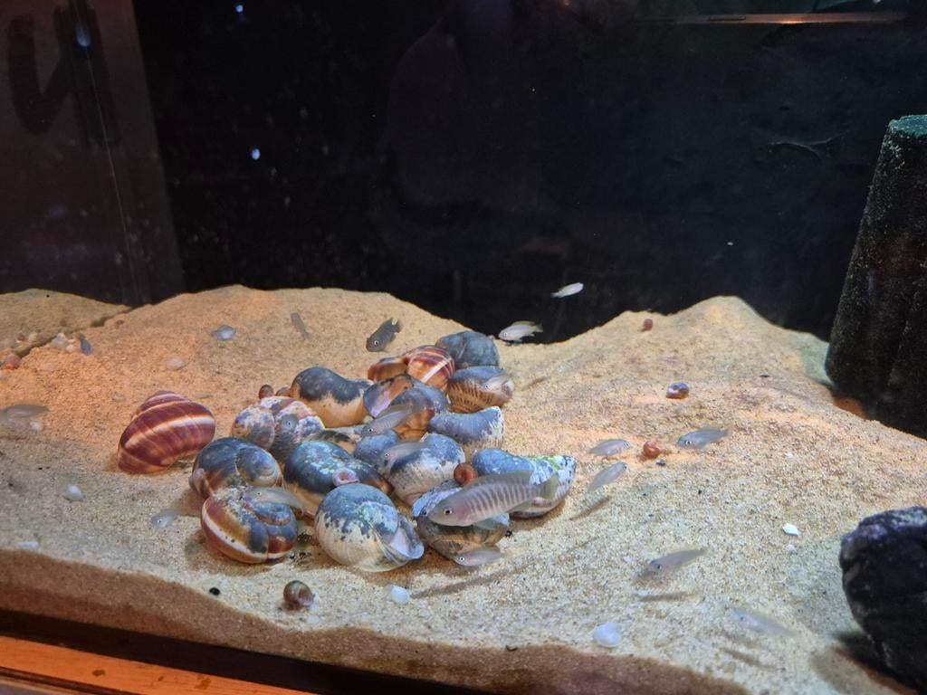 Neolamprologus mulifasciatus tanganyika, Dieren en Toebehoren, Vissen | Aquariumvissen, Vis
