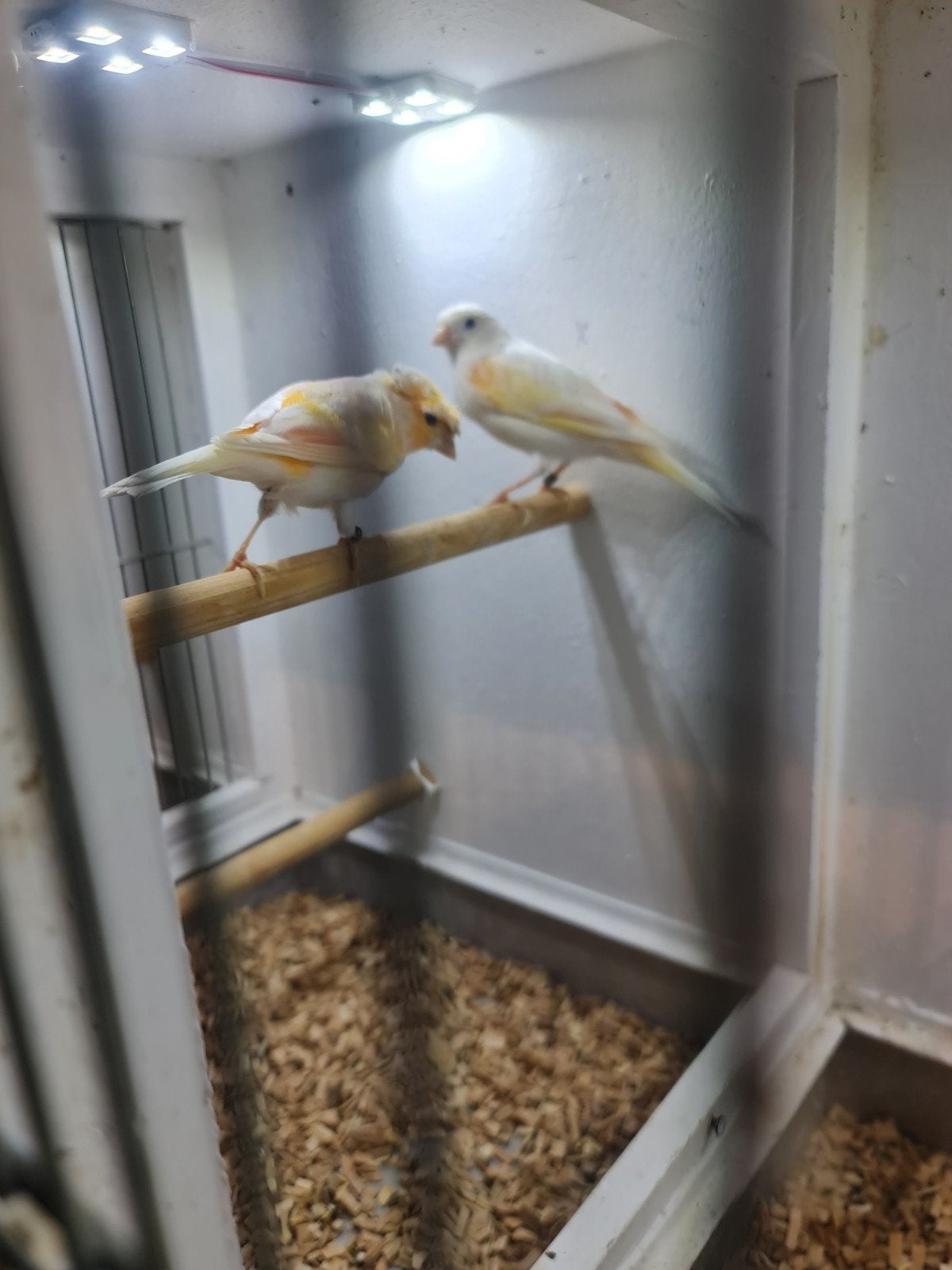 koppel kanaries, Dieren en Toebehoren, Vogels | Kanaries, Meerdere dieren, Kleurkanarie