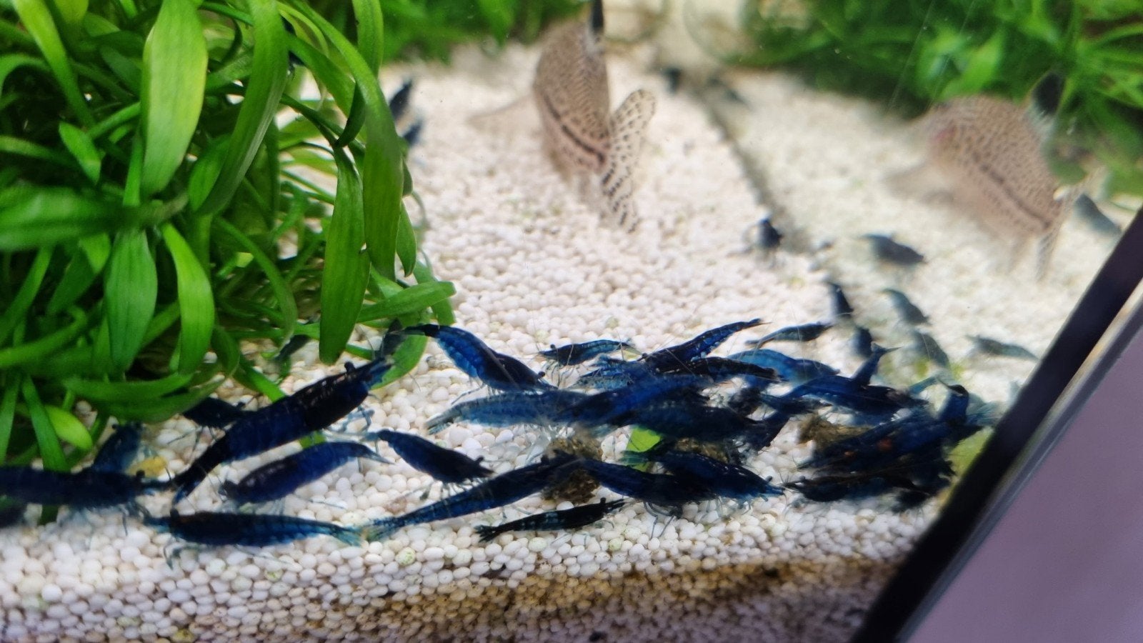 blauwe garnalen te koop, Kreeft, Krab of Garnaal