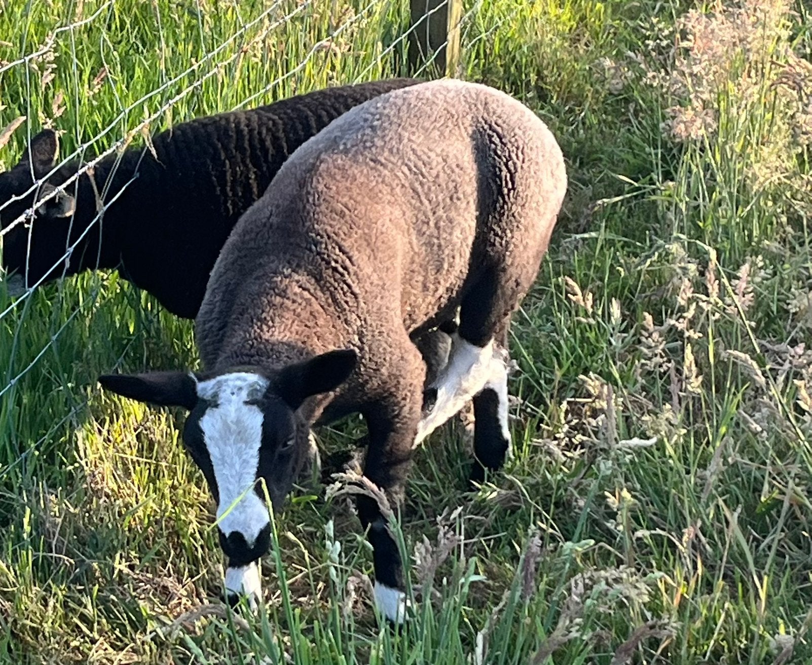 Schapen te koop – Zwartbles rammen, Meerdere dieren, Schaap, 0 tot 2 jaar