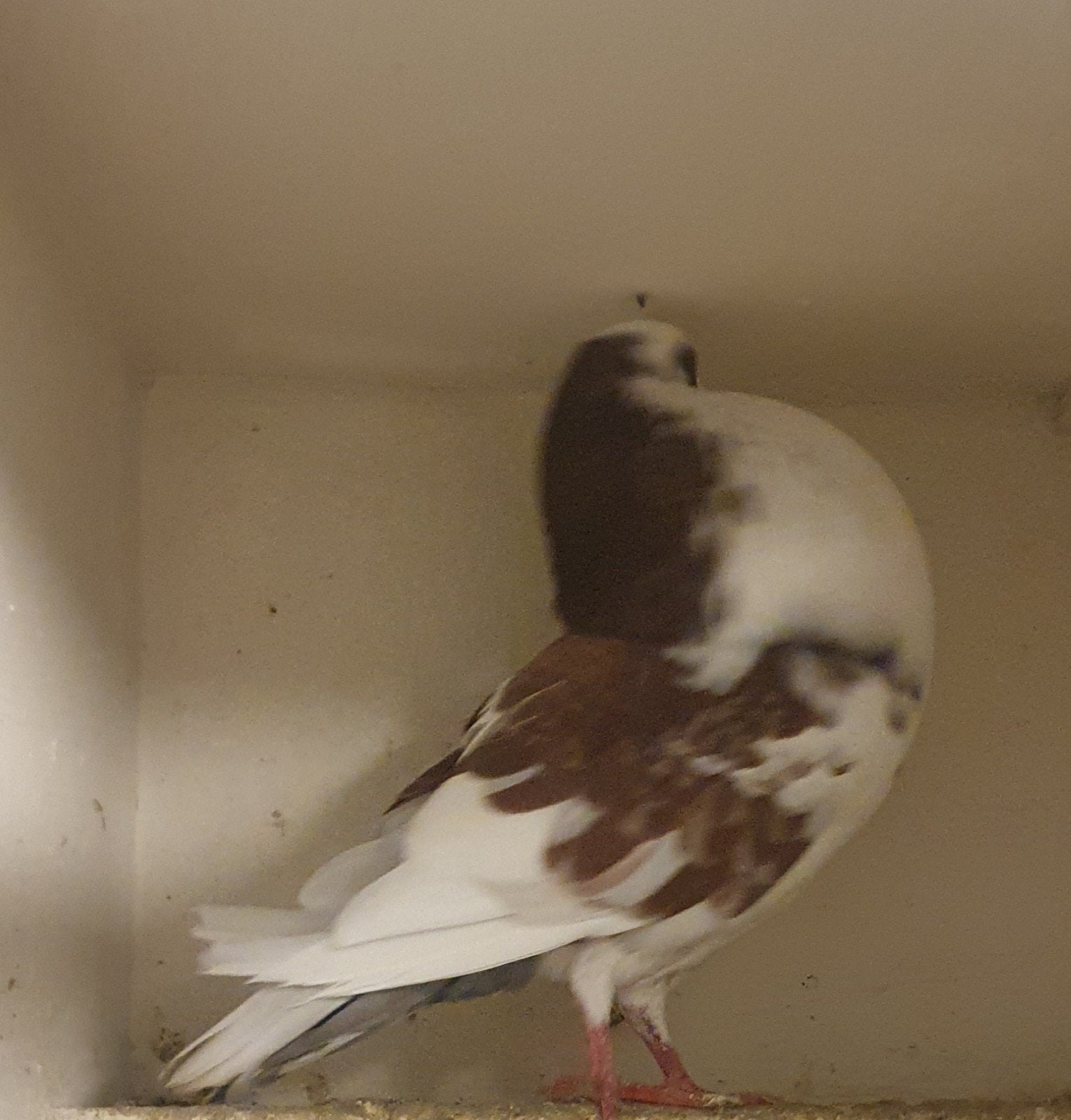 Roodbonte duif, Dieren en Toebehoren, Vogels | Duiven, Vrouwelijk, Kropper
