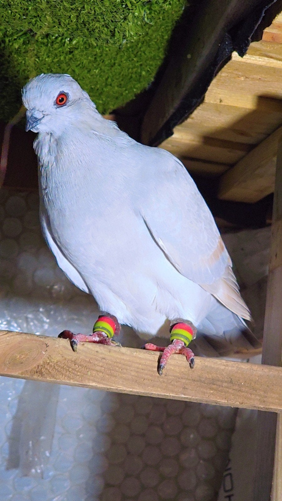 Duiven te koop, Dieren en Toebehoren, Vogels | Duiven, Meerdere dieren, Overige soorten