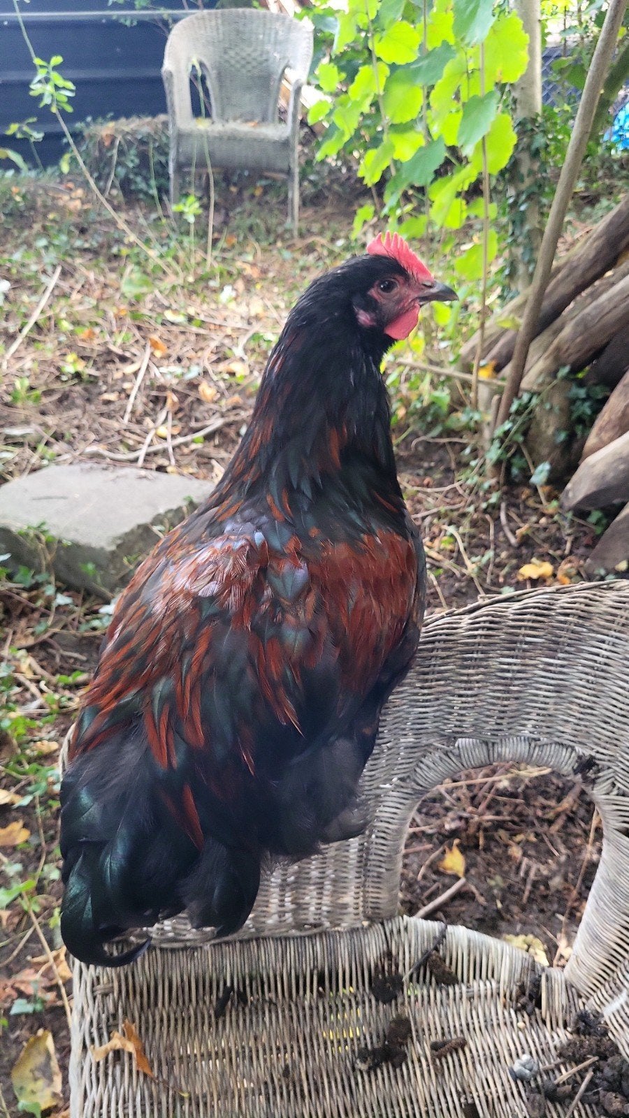 Marans haan, Mannelijk, Kip