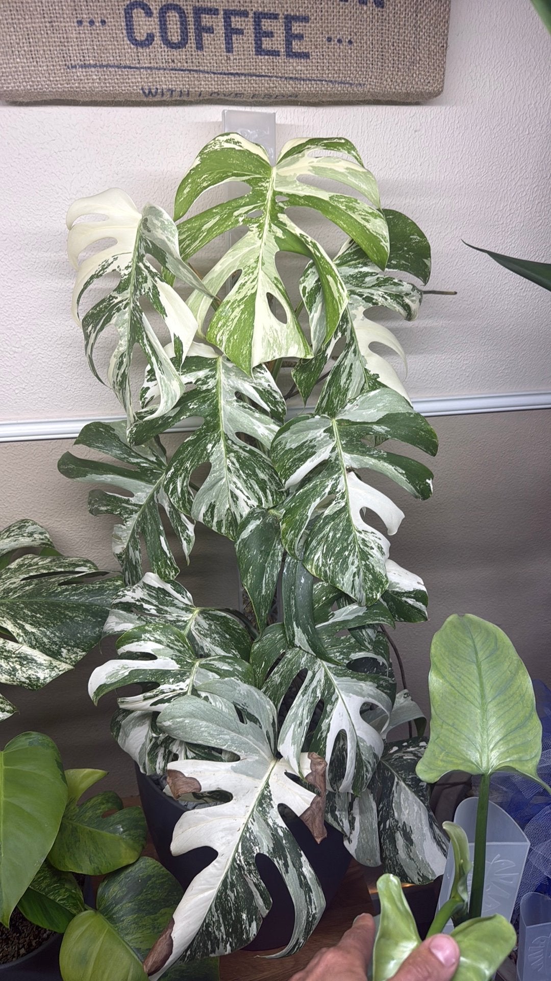 Monstera, Ophalen, Halfschaduw, Minder dan 100 cm
