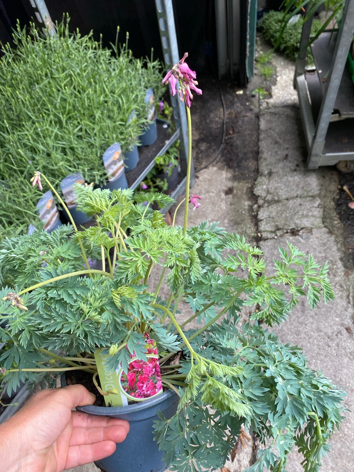 Dicentra 'Passion Heart' - Bloedend Hartje, Vaste plant, Halfschaduw, Lente, Ophalen