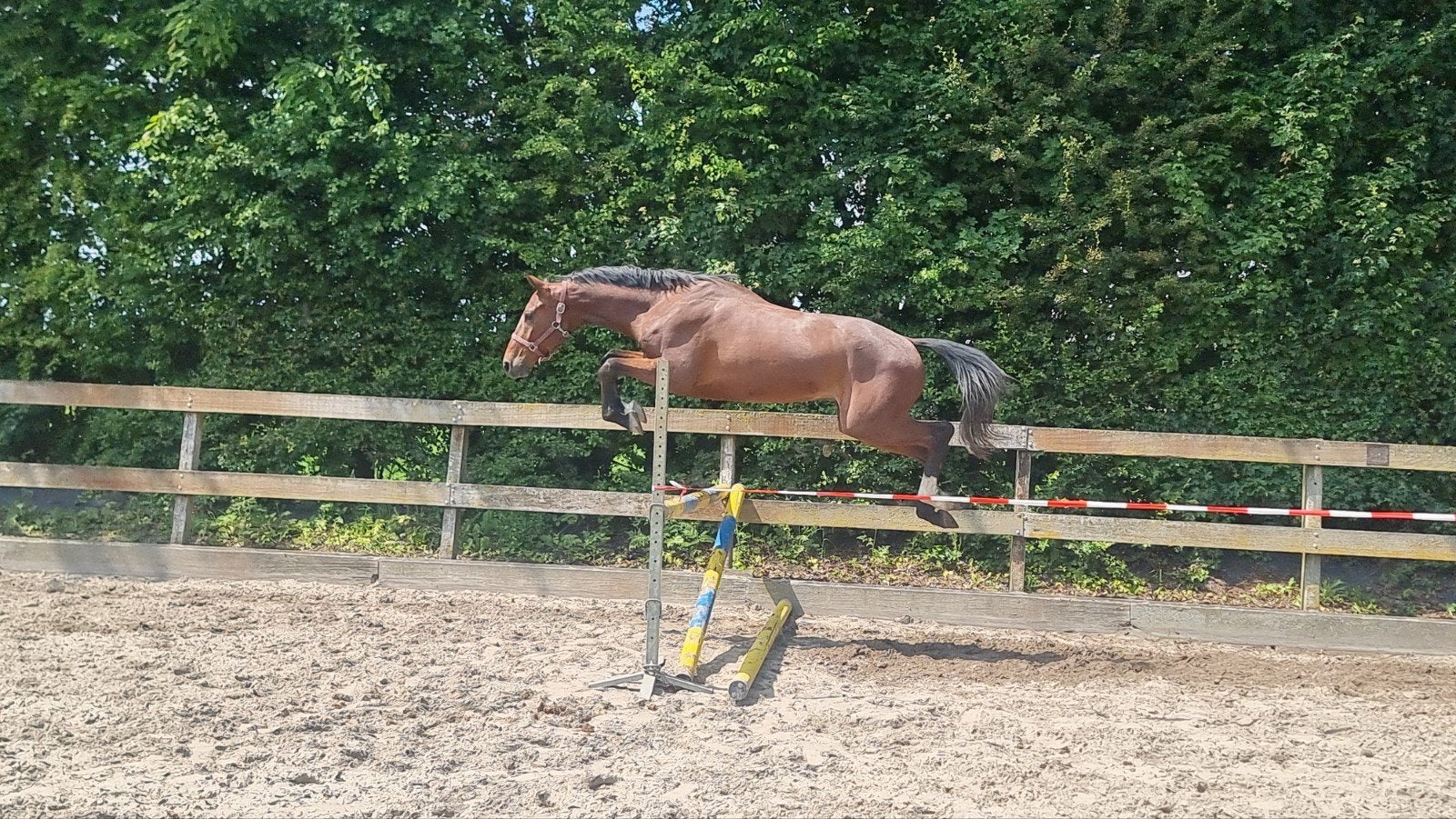 Springpaard met veel kwaliteit en goede afstamming .!, Dieren en Toebehoren, Ruin, Springpaard, 3 tot 6 jaar
