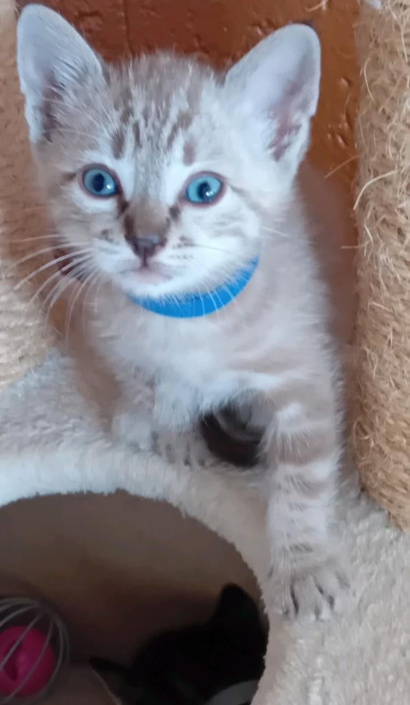Kittens  Savanna-Begaal moeder Vader Britsekorthaar, Dieren en Toebehoren, Meerdere dieren, Ontwormd, 0 tot 2 jaar
