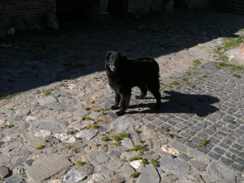 Groenendaeler pups, Parvo, België, Fokker | Hobbymatig, Reu