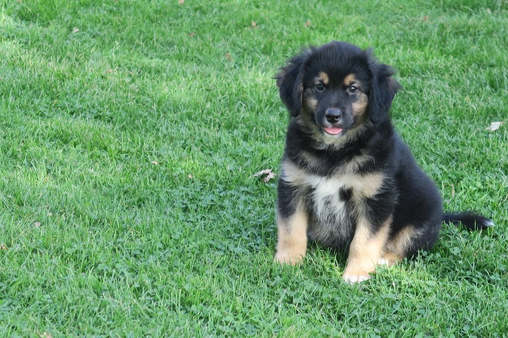 Golden Retriever x Australian Shepherd pups, Nederland, Reu, CDV (hondenziekte), 8 tot 15 weken