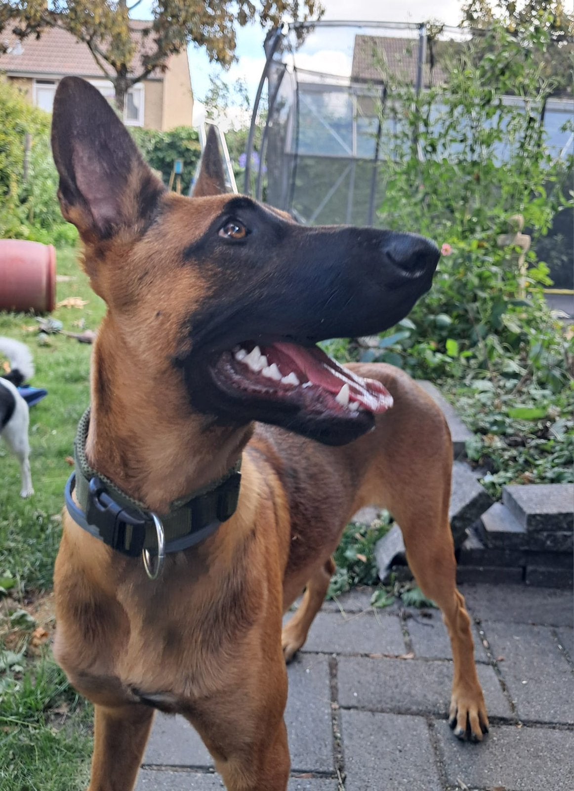 Mechelse herder 7 maanden, Dieren en Toebehoren, Honden | Herdershonden en Veedrijvers, 15 weken tot 1 jaar, Reu, Eén hond, Herder