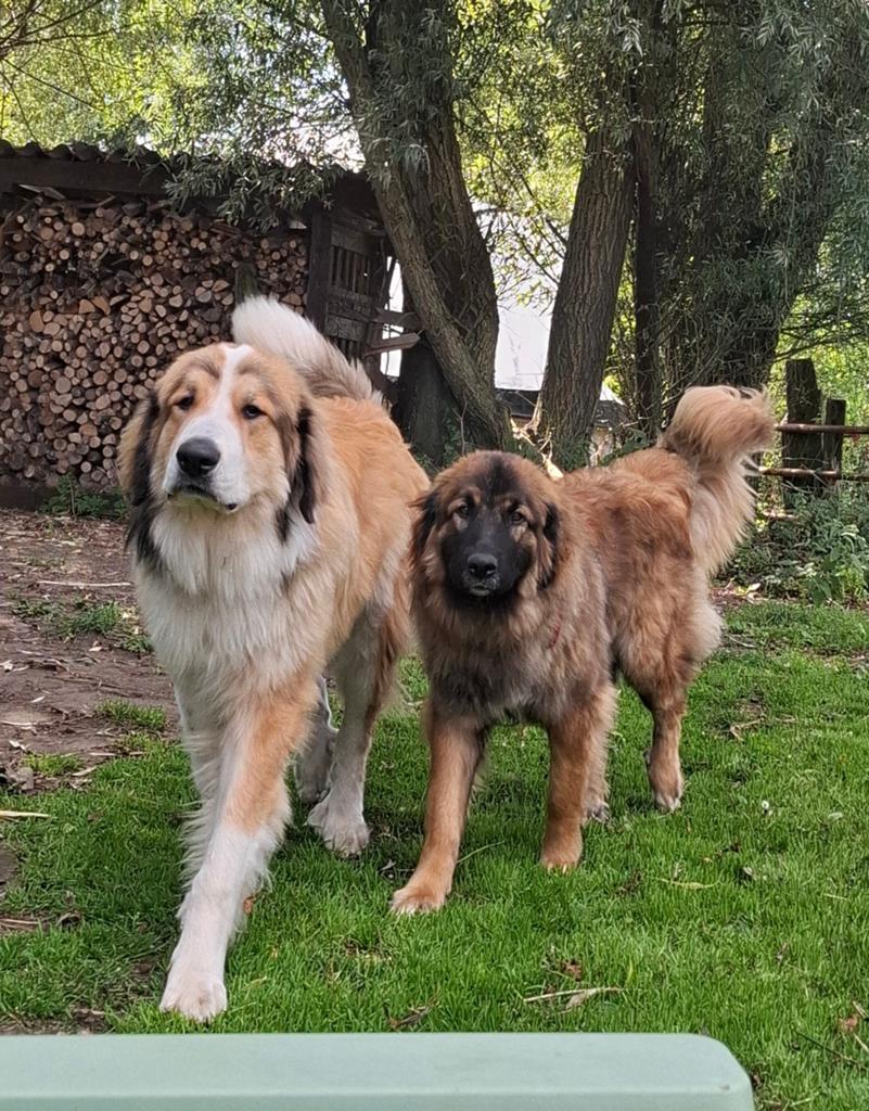Leonberger / pyreneese berghond / berner sennen, Dieren en Toebehoren, Parvo, 8 tot 15 weken, Groot, Meerdere